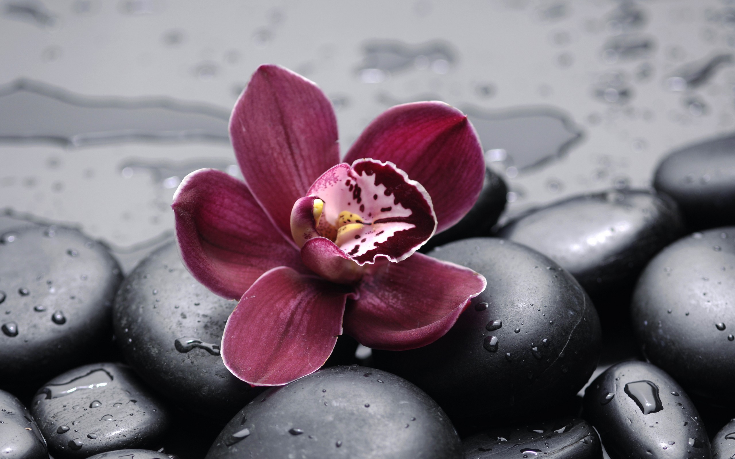 301796 Hintergrundbild herunterladen blumen, erde/natur, orchidee - Bildschirmschoner und Bilder kostenlos