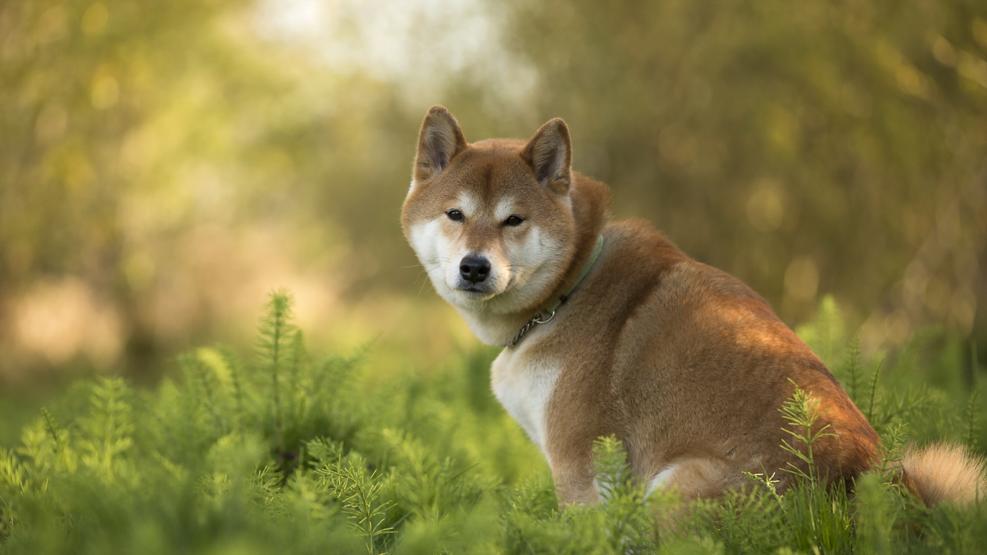 343480 baixar papel de parede animais, shiba inu, cão, cães - protetores de tela e imagens gratuitamente