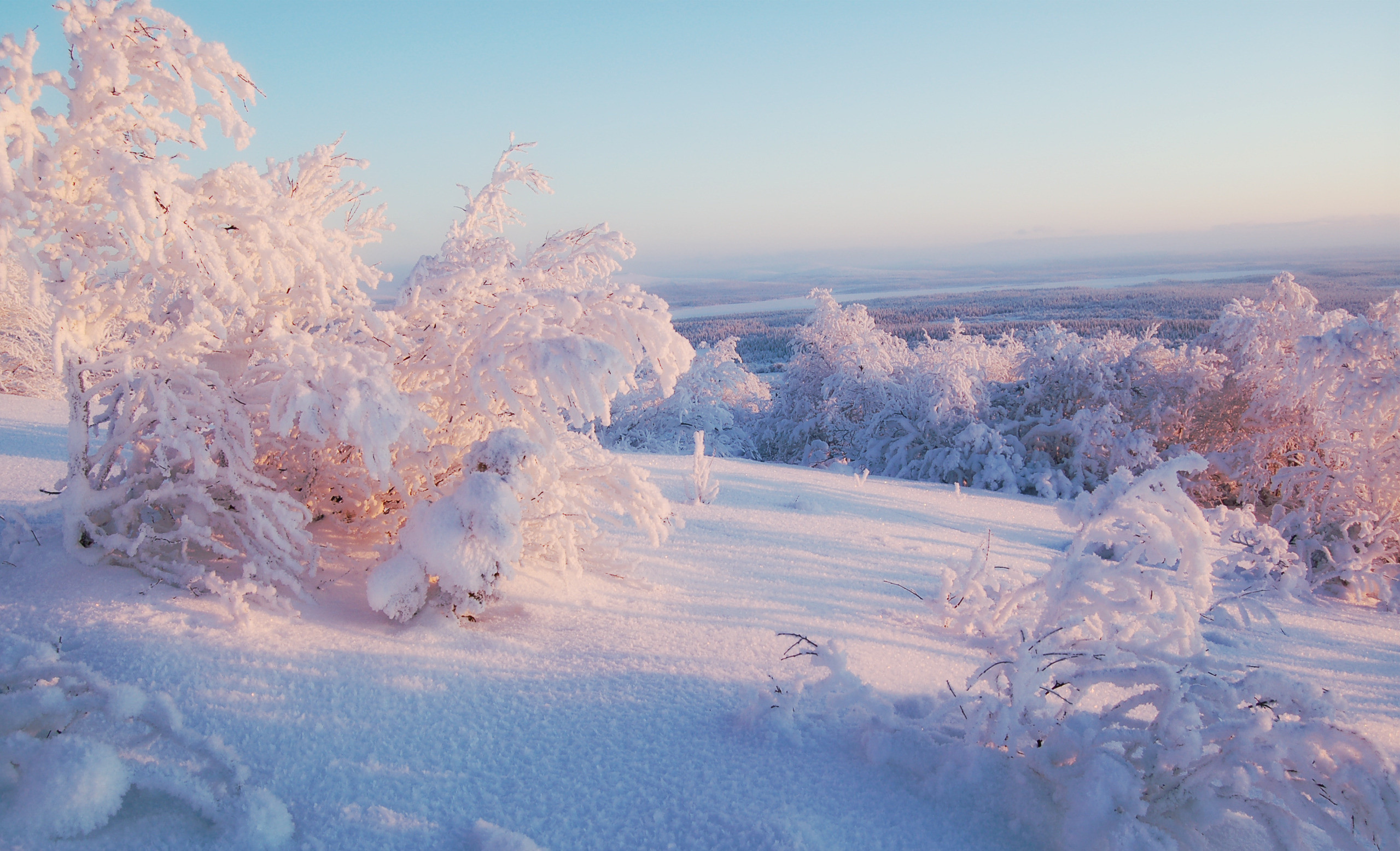 Download mobile wallpaper Snow, Landscape, Bush, Winter for free.