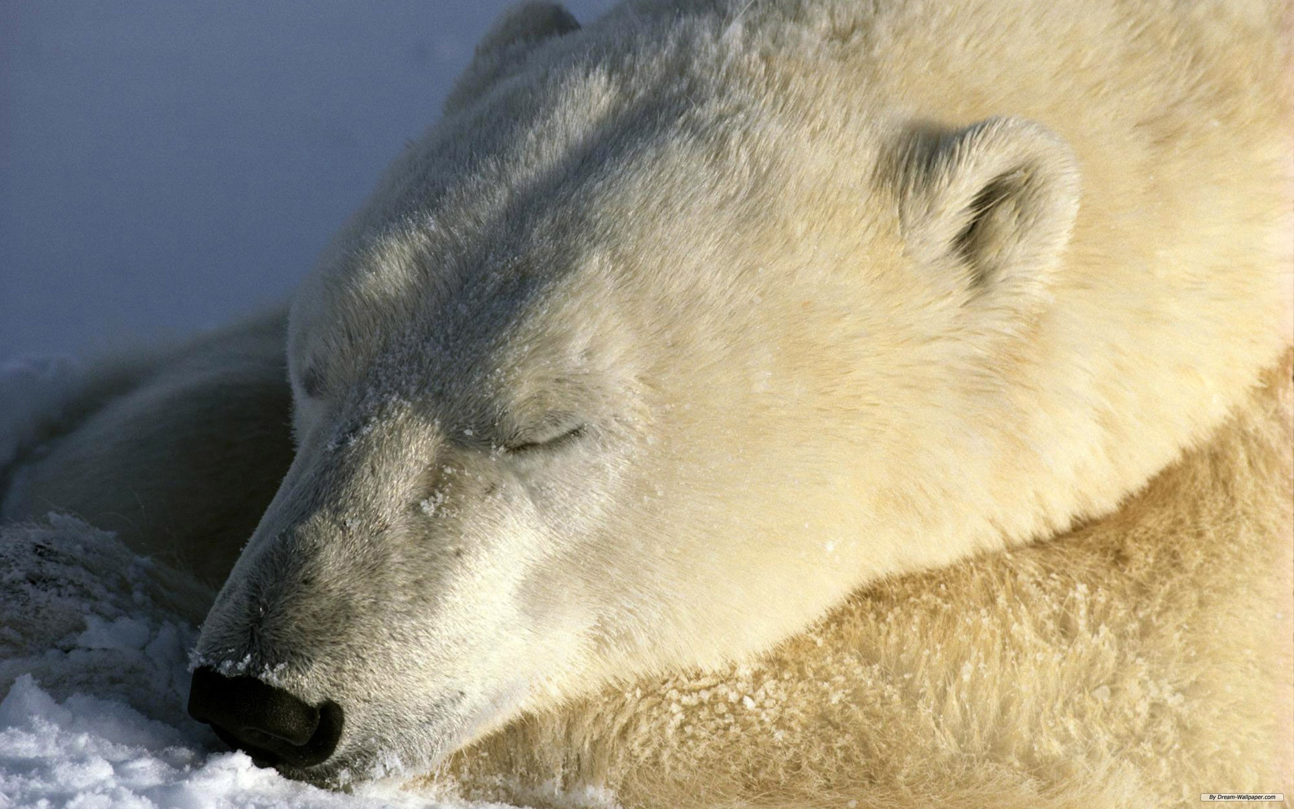 Animal dream. Белый медведь. Спящий белый медведь. Полярный медведь.