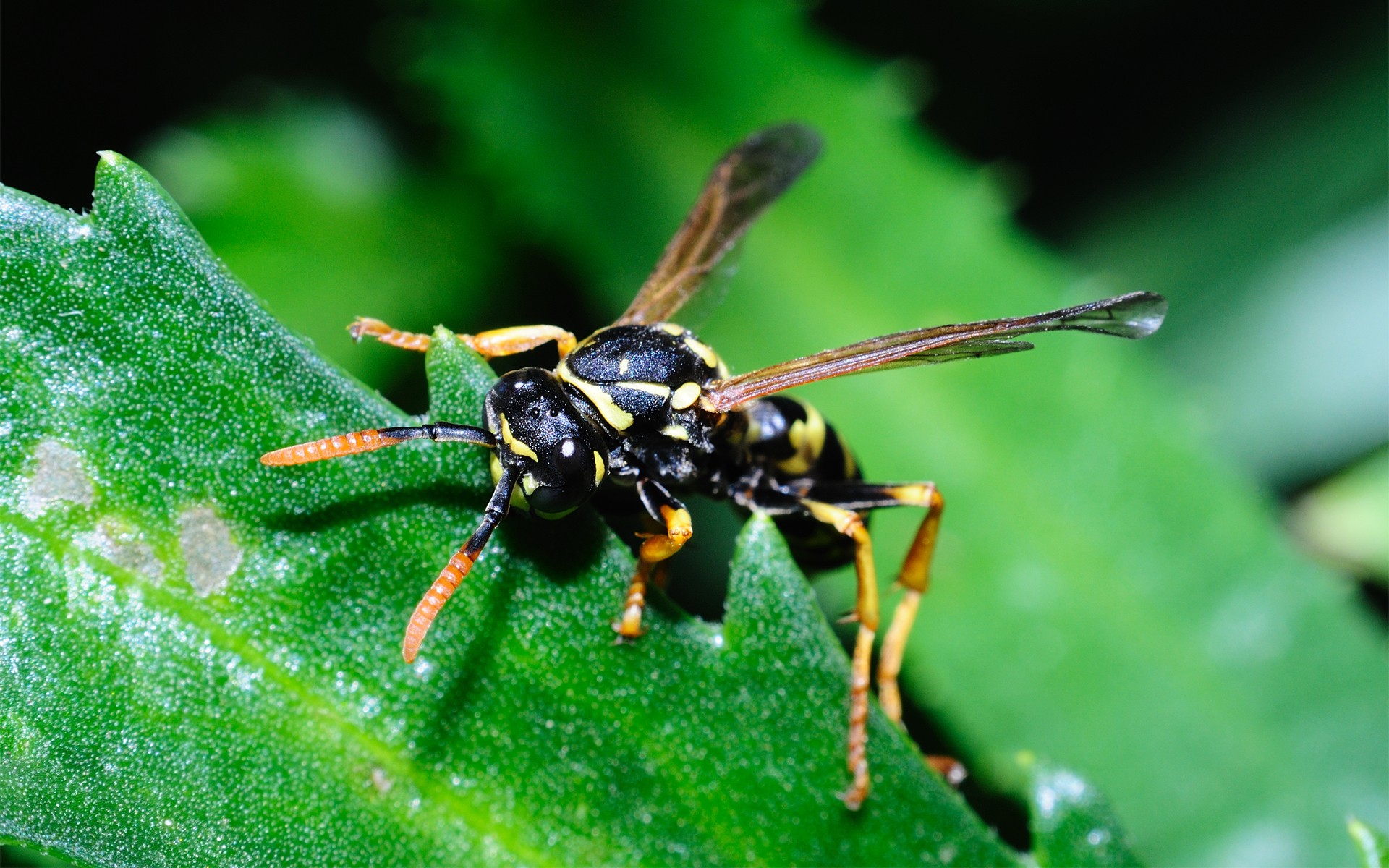 animal, wasp, insects HD wallpaper