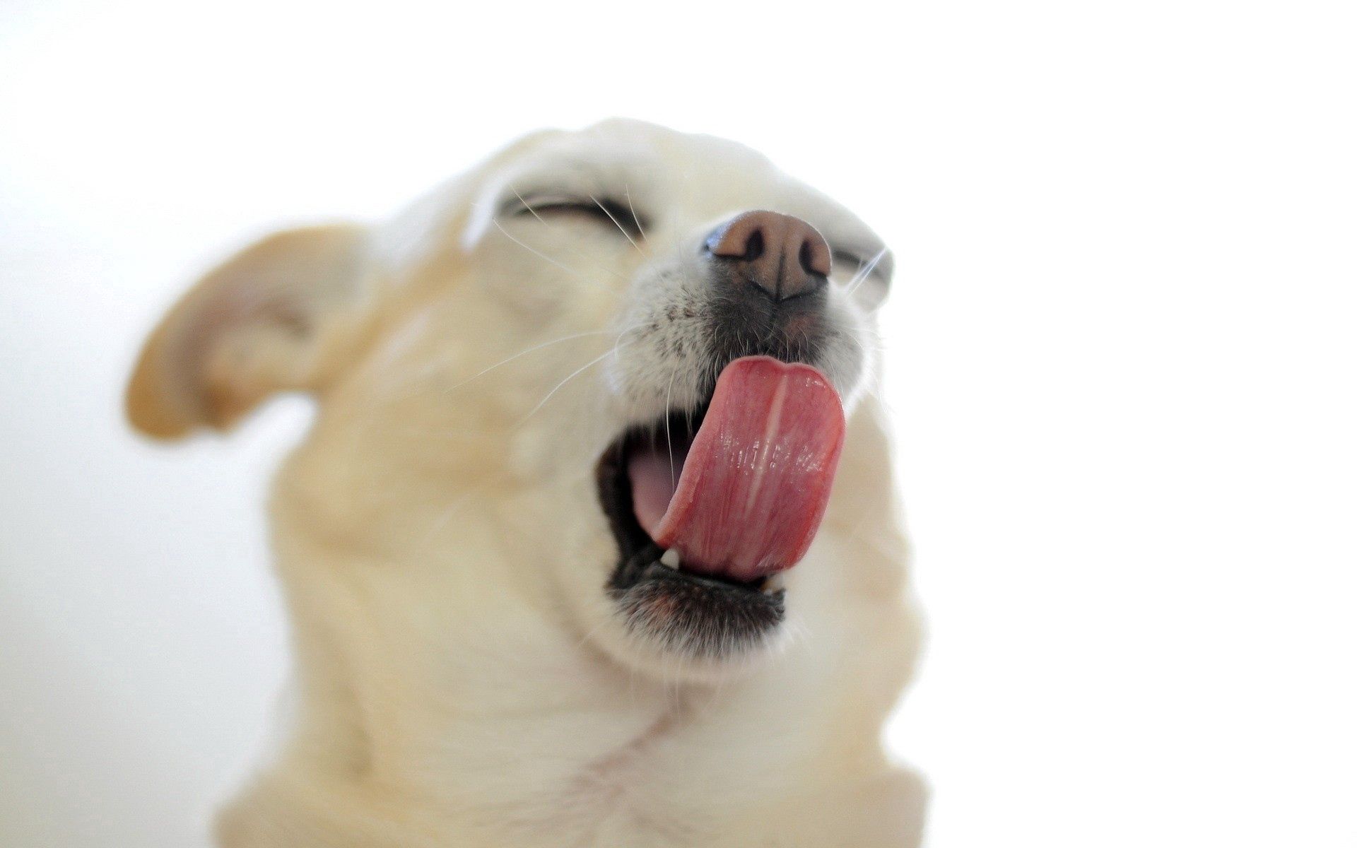 to yawn, animals, muzzle, puppy, yawn, language, tongue Aesthetic wallpaper