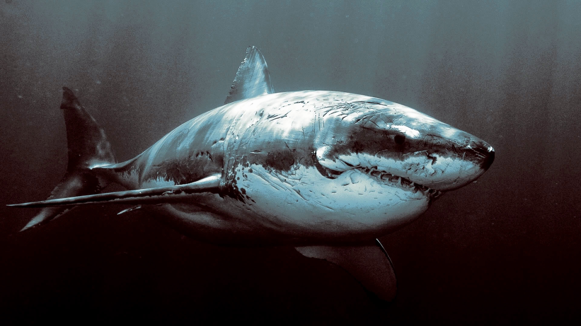 28044 baixar papel de parede animais, mar, sharks - protetores de tela e imagens gratuitamente