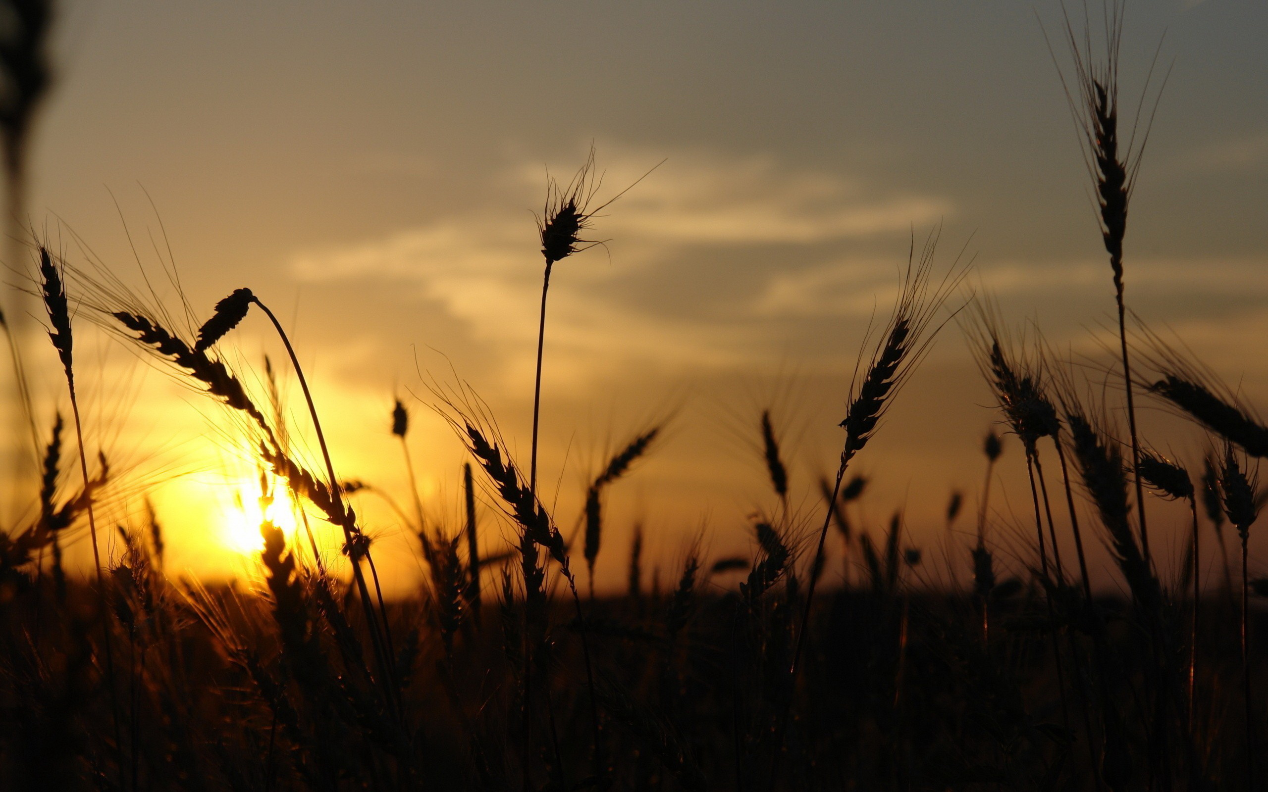 Колосья пшеницы на закате
