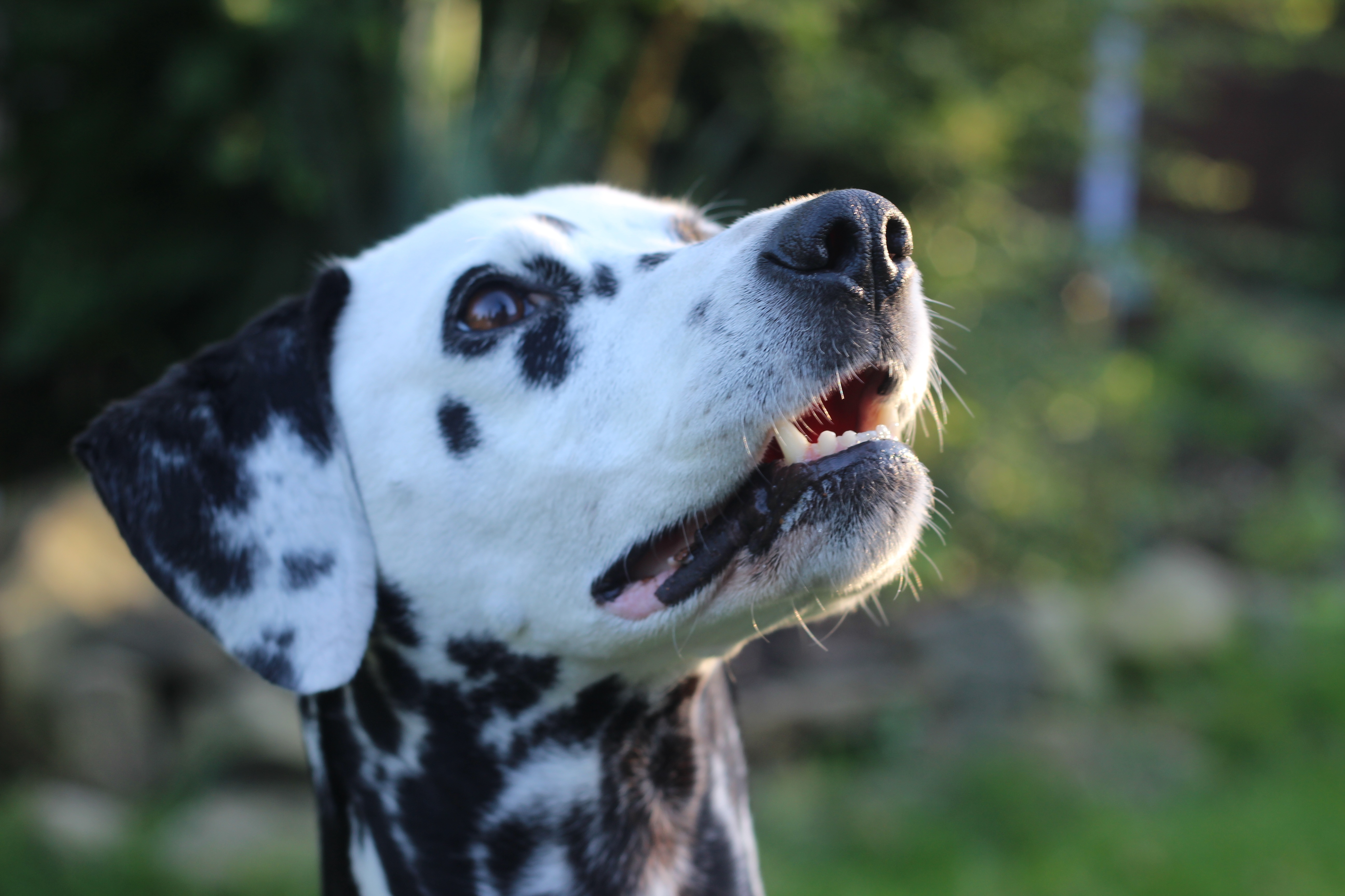 animals, dog, muzzle, spotted, spotty, dalmatian, dalmatians High Definition image
