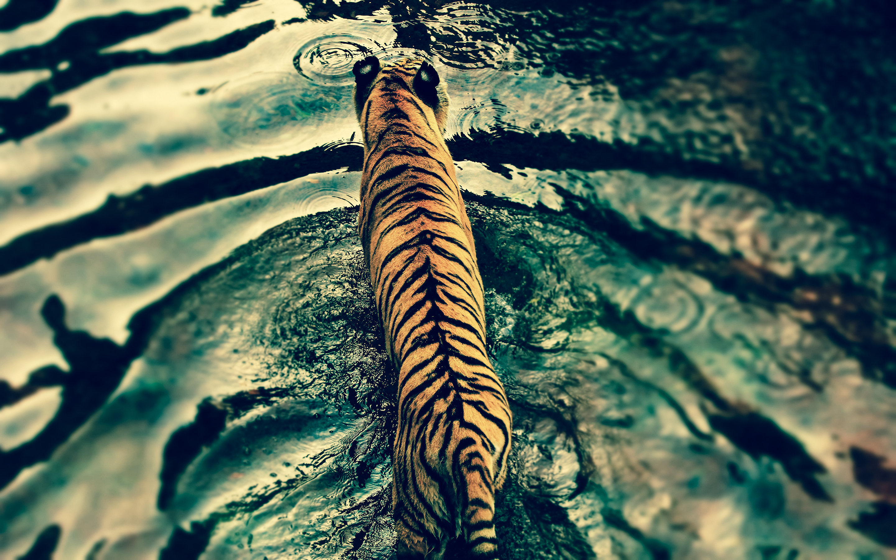 Тигр вид сверху