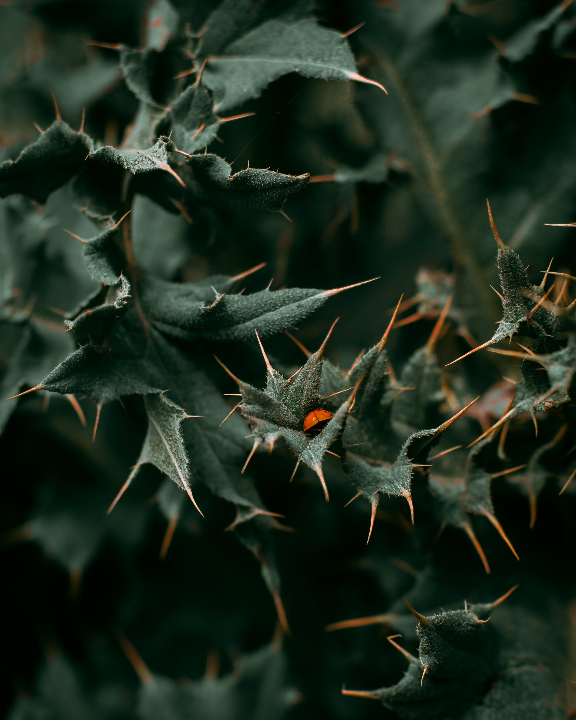 leaves, macro, ladybug, ladybird, thorns, prickles lock screen backgrounds