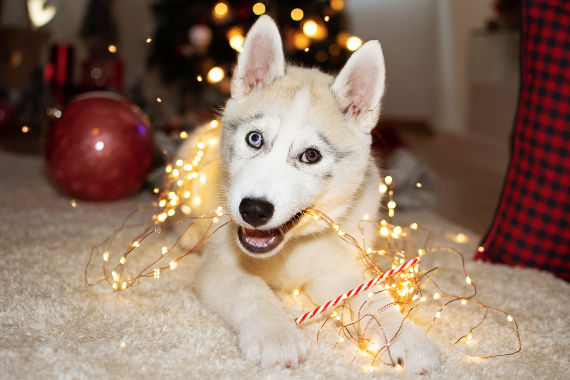 Christmas Dog Wallpaper for iPhone 11 Pro Max X 8 7 6  Free Download  on 3Wallpapers