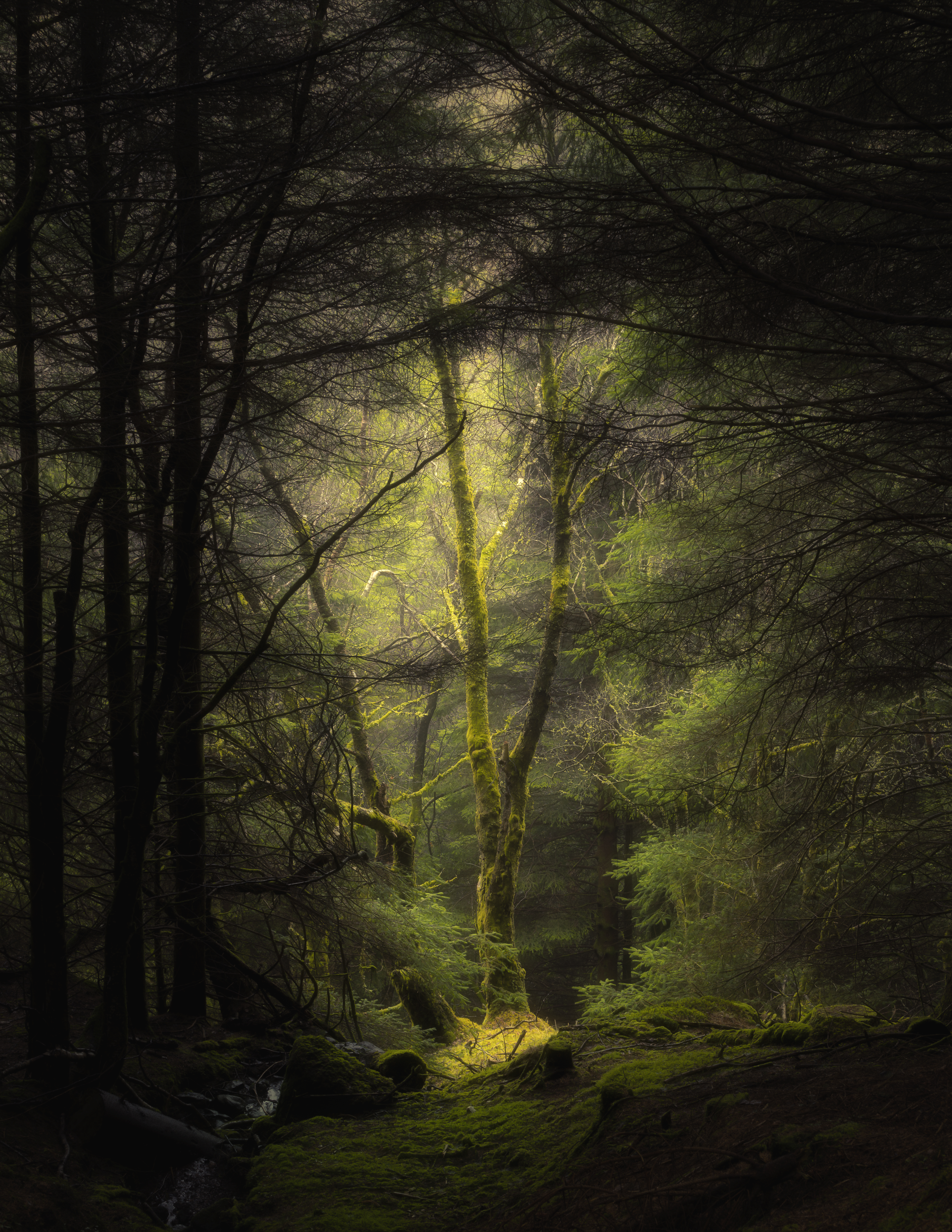 vertical wallpaper forest, branches, moss, fog, nature, trees