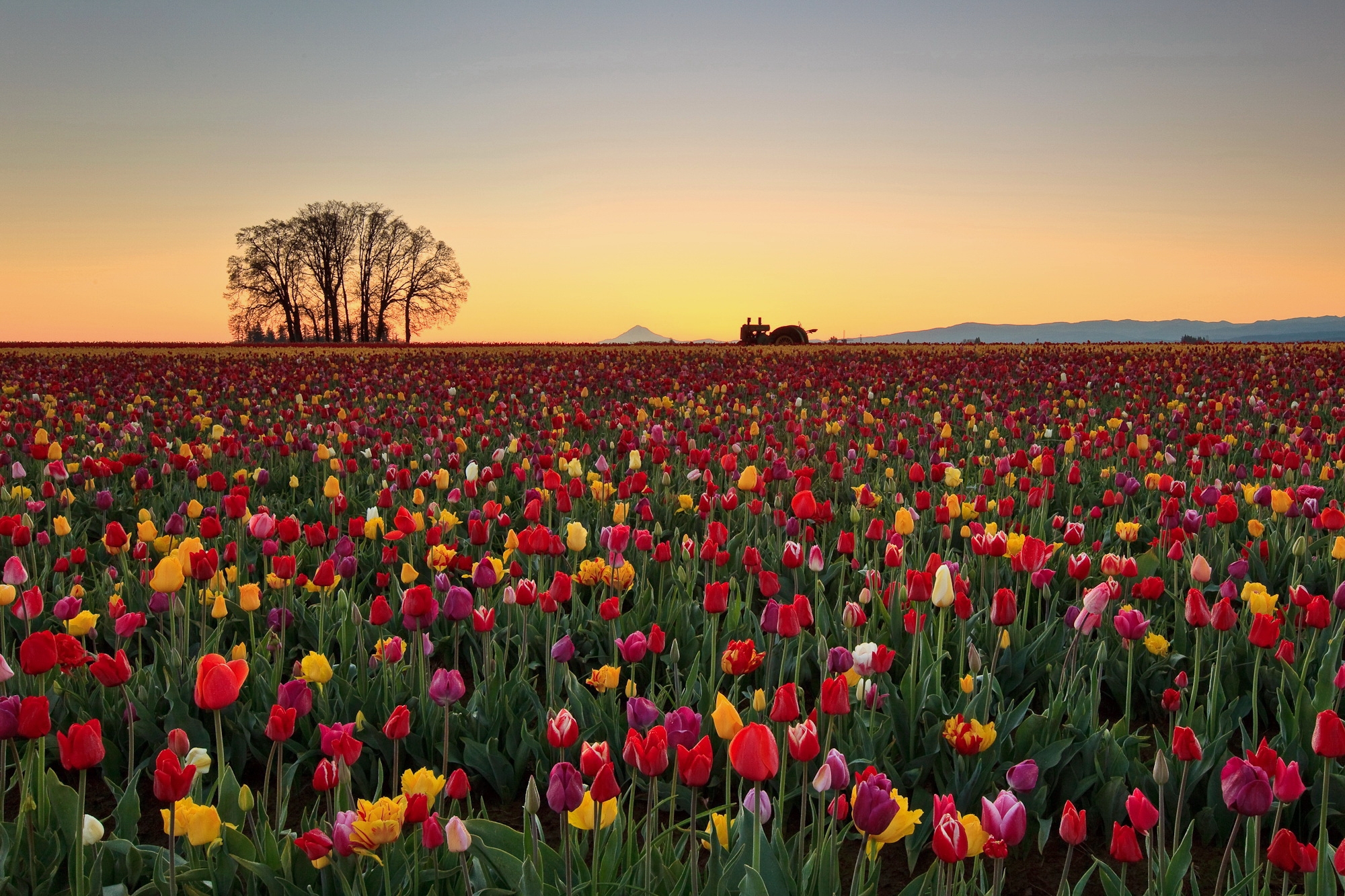 tulips, nature, plantation, flowers, horizon