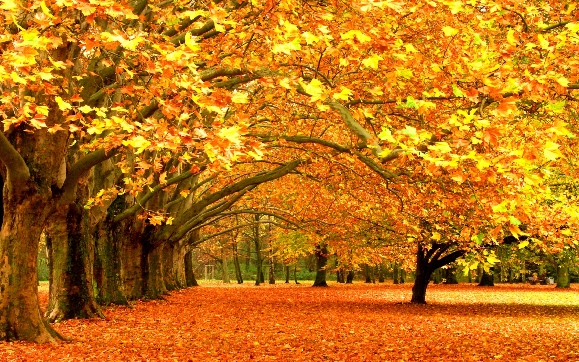 29854 завантажити шпалери дерева, осінь, пейзаж, листя, помаранчевий - заставки і картинки безкоштовно