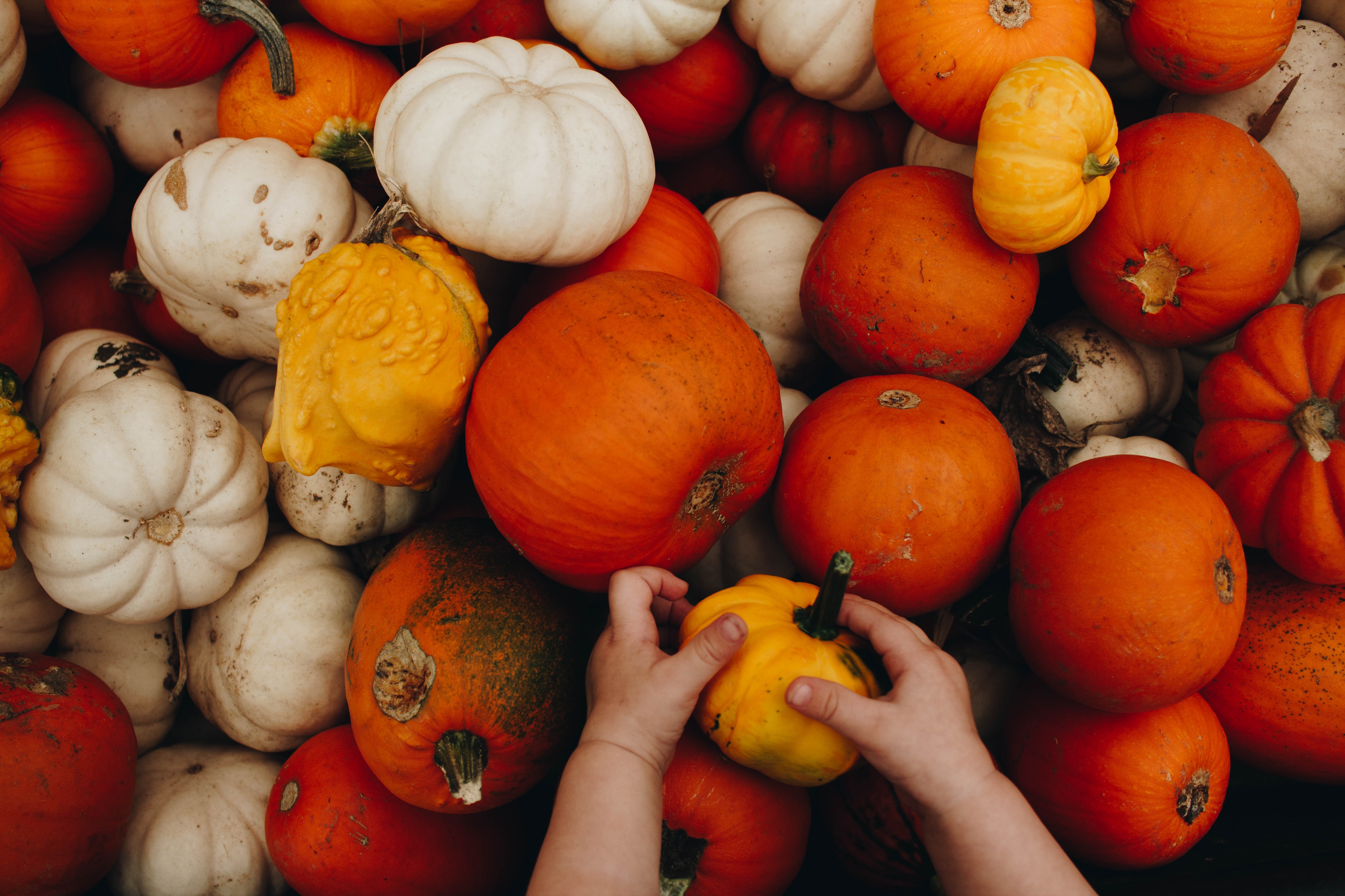 Windows Backgrounds food, autumn, pumpkin, hands, child