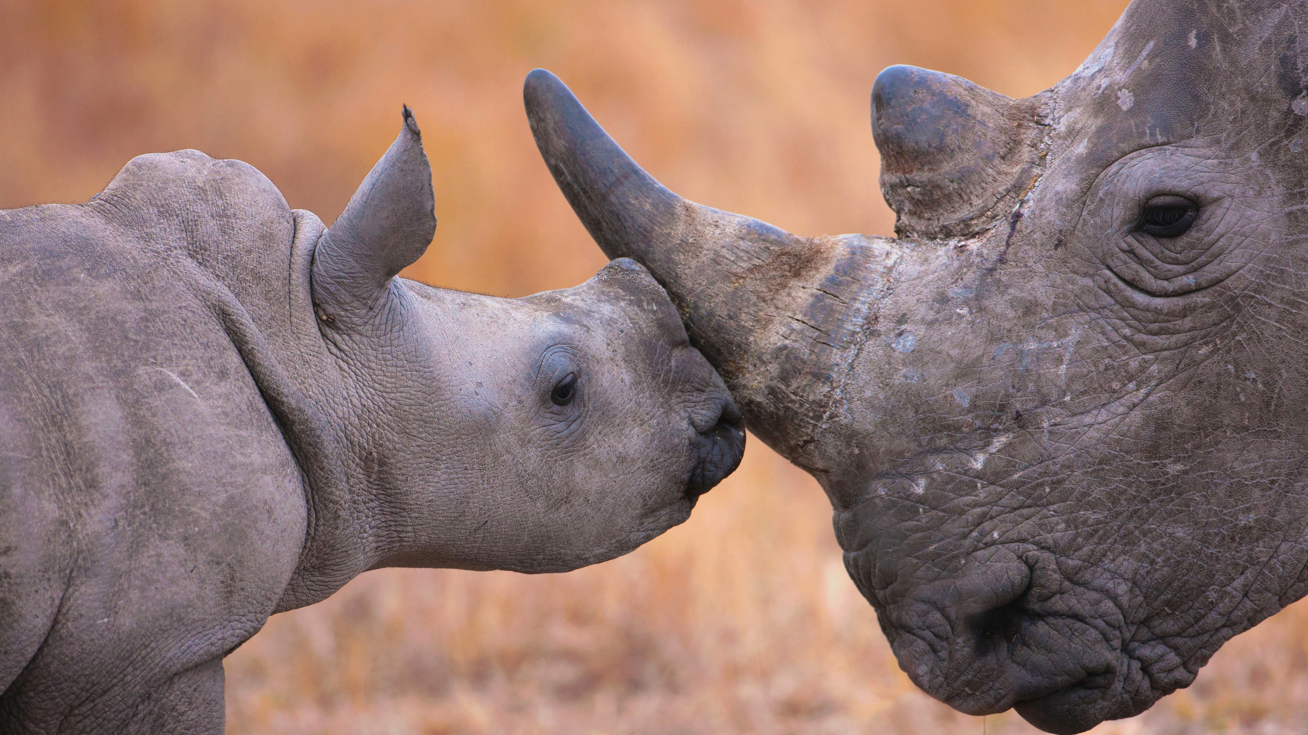 Носорог и осьминог носят десять пар. Камерунский носорог. Камерунский черный носорог. Африканский белый носорог. Спаривание носорога и бегемота.