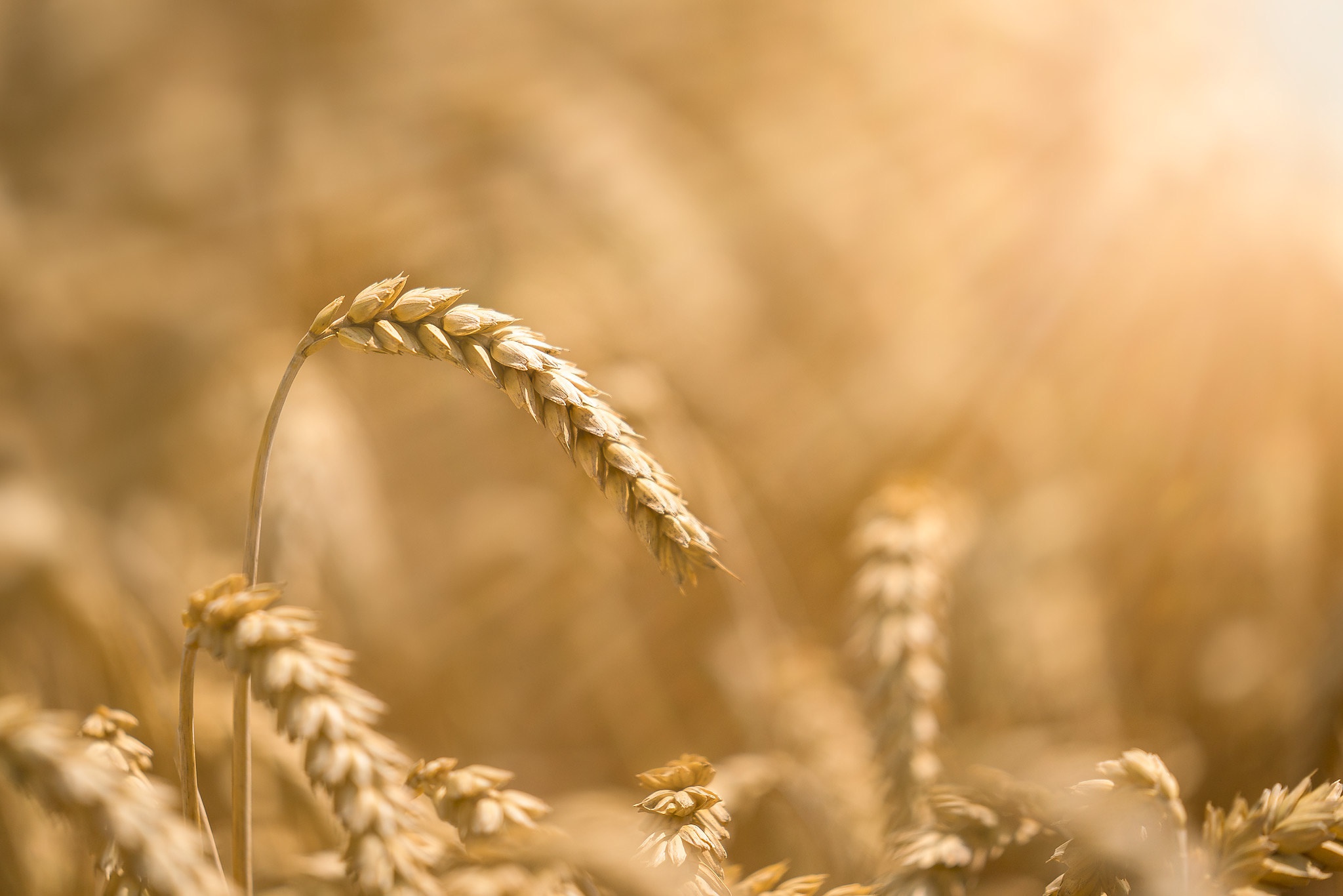 Фотофон пшеница