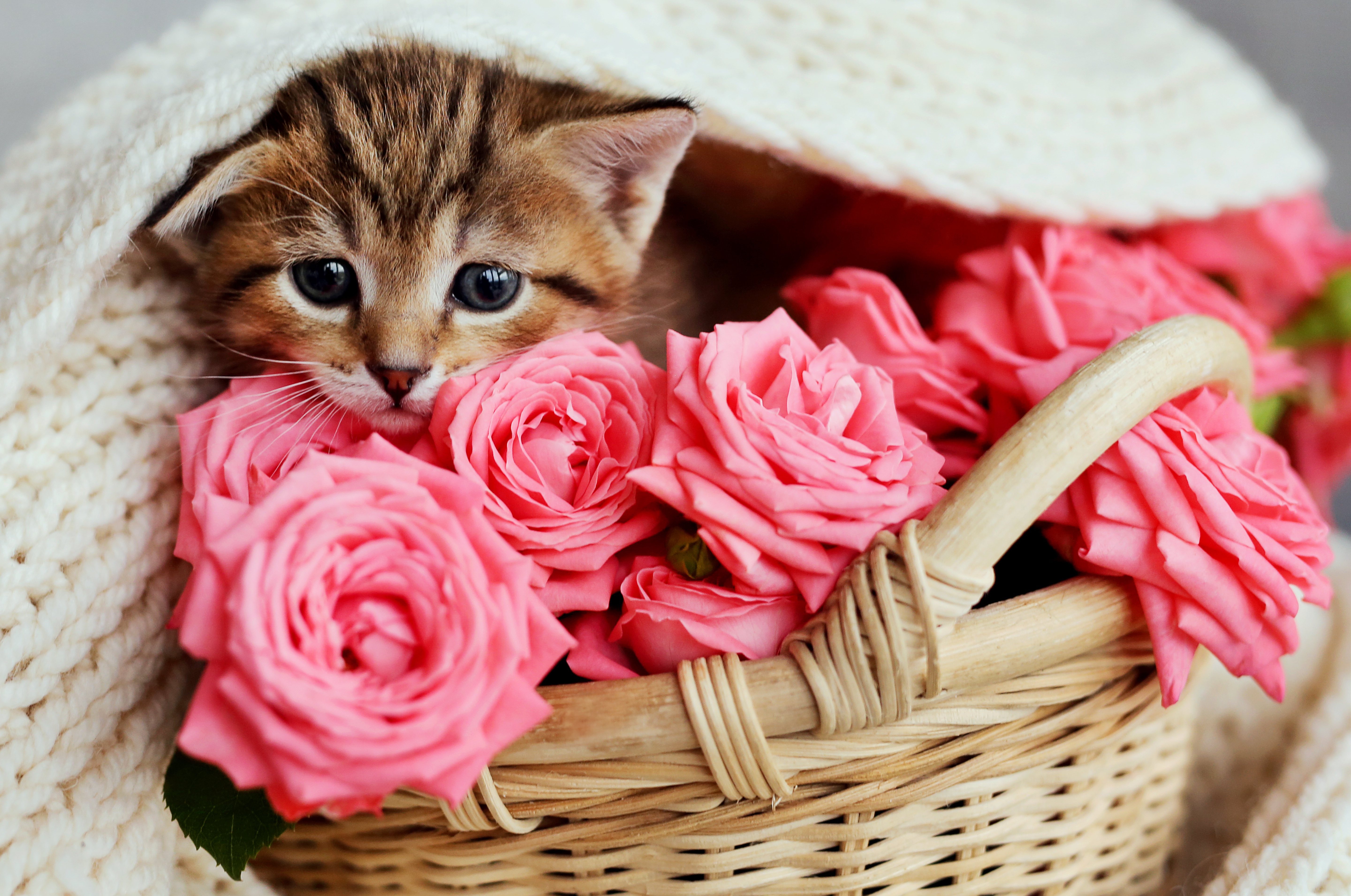 котенок с цветами картинки красивые