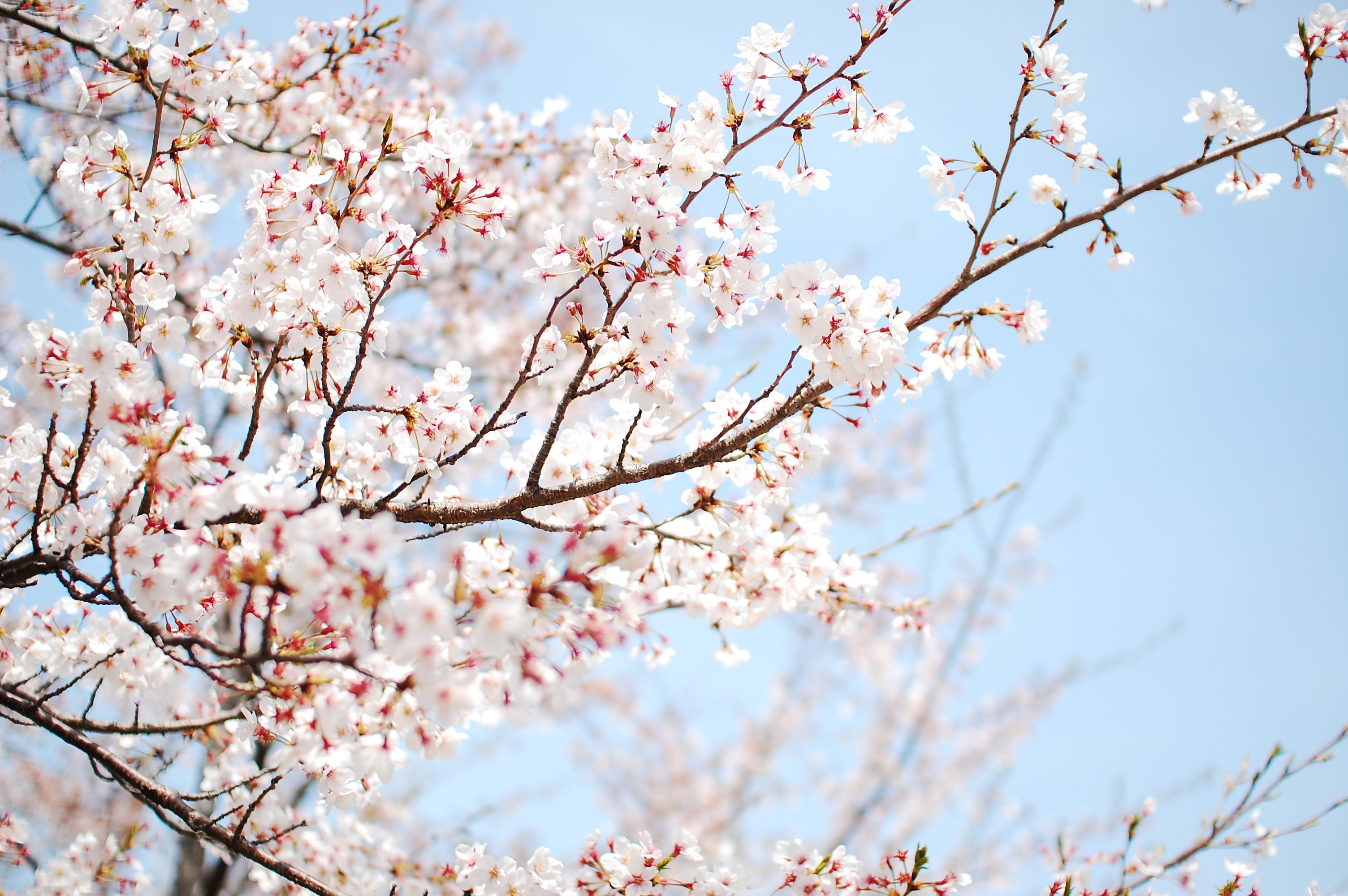 flowers, branch, flower, earth, blossom High Definition image