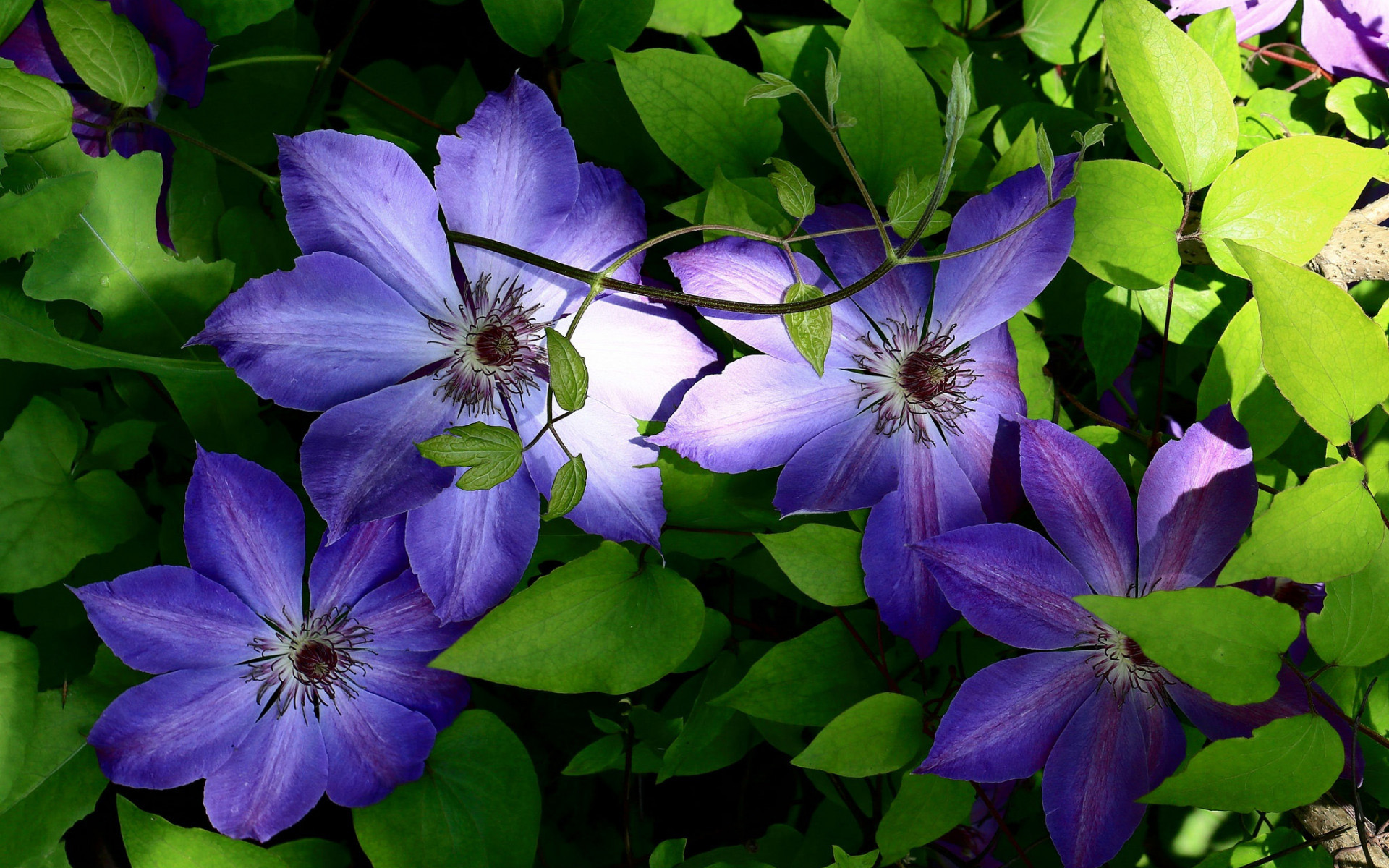  Clematis Tablet Wallpapers