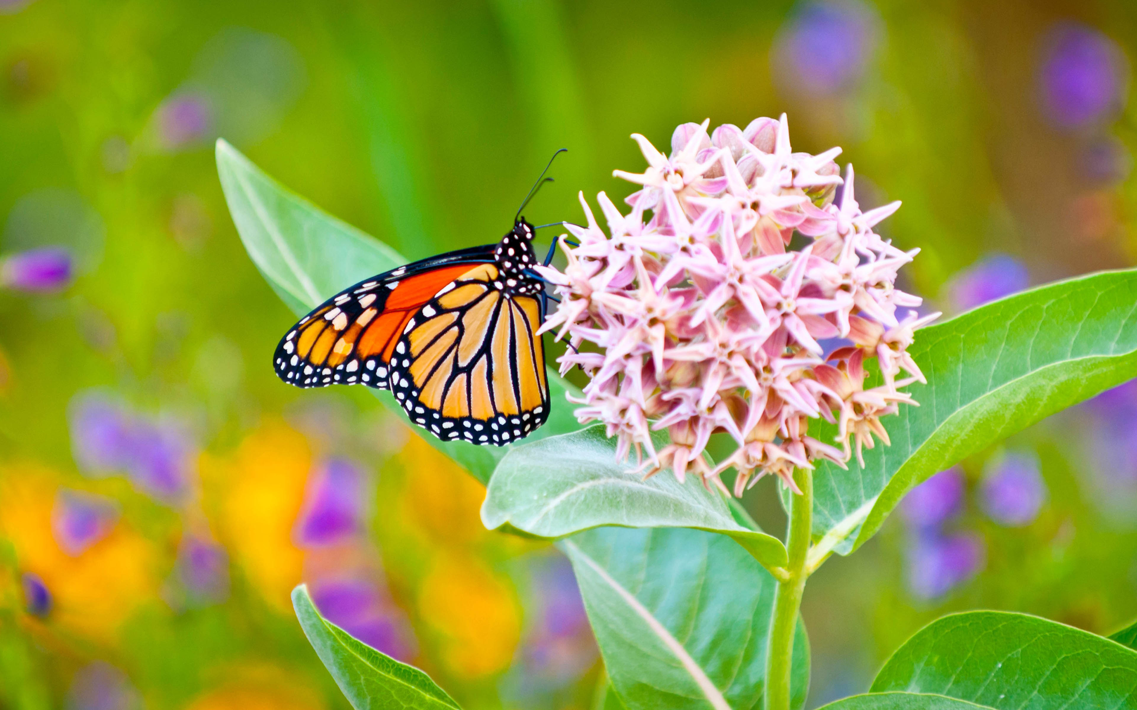 979506 скачать обои животные, бабочка, цветок, молочай, бабочка монарх - заставки и картинки бесплатно