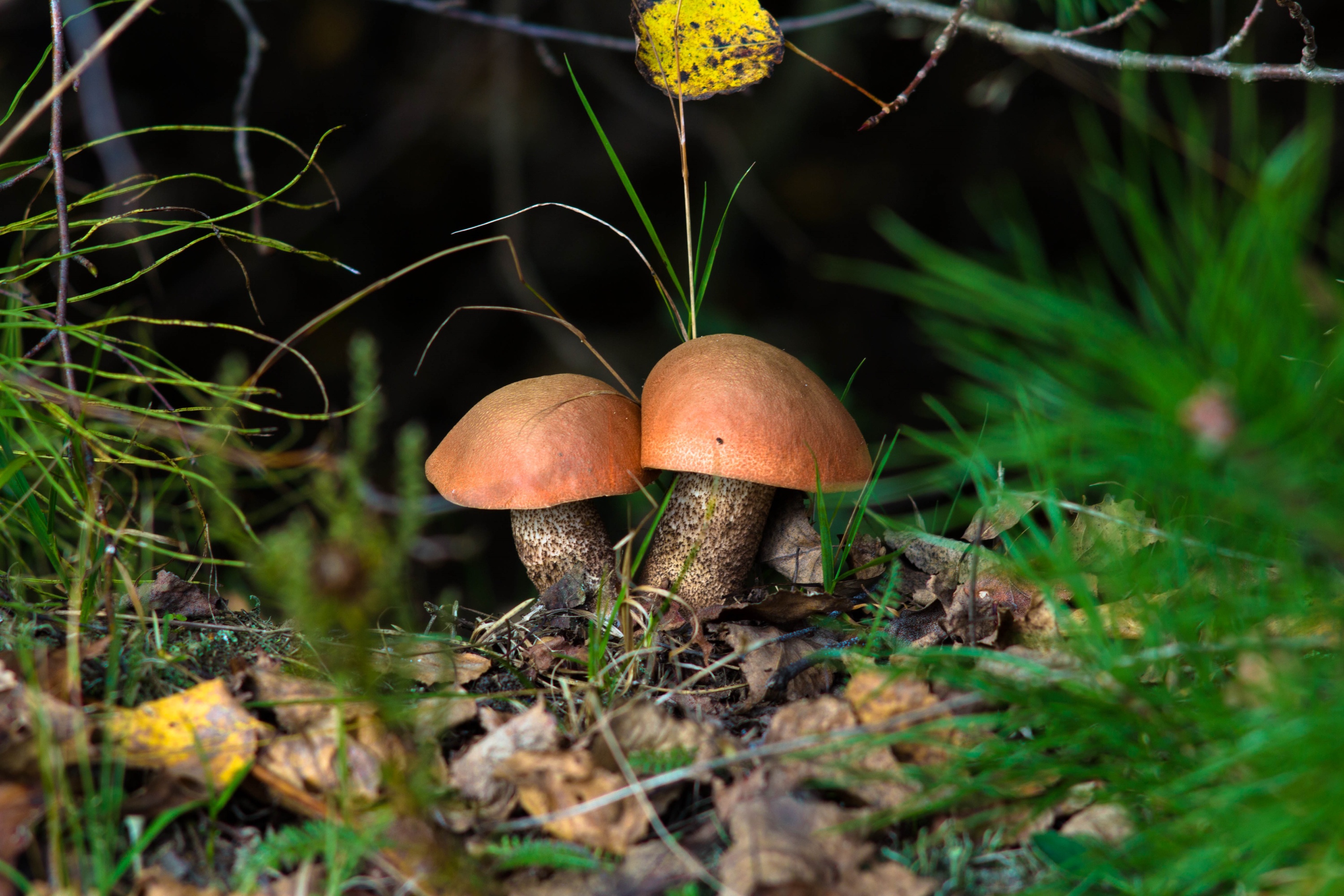 Шляпочные грибы Ленинградской области