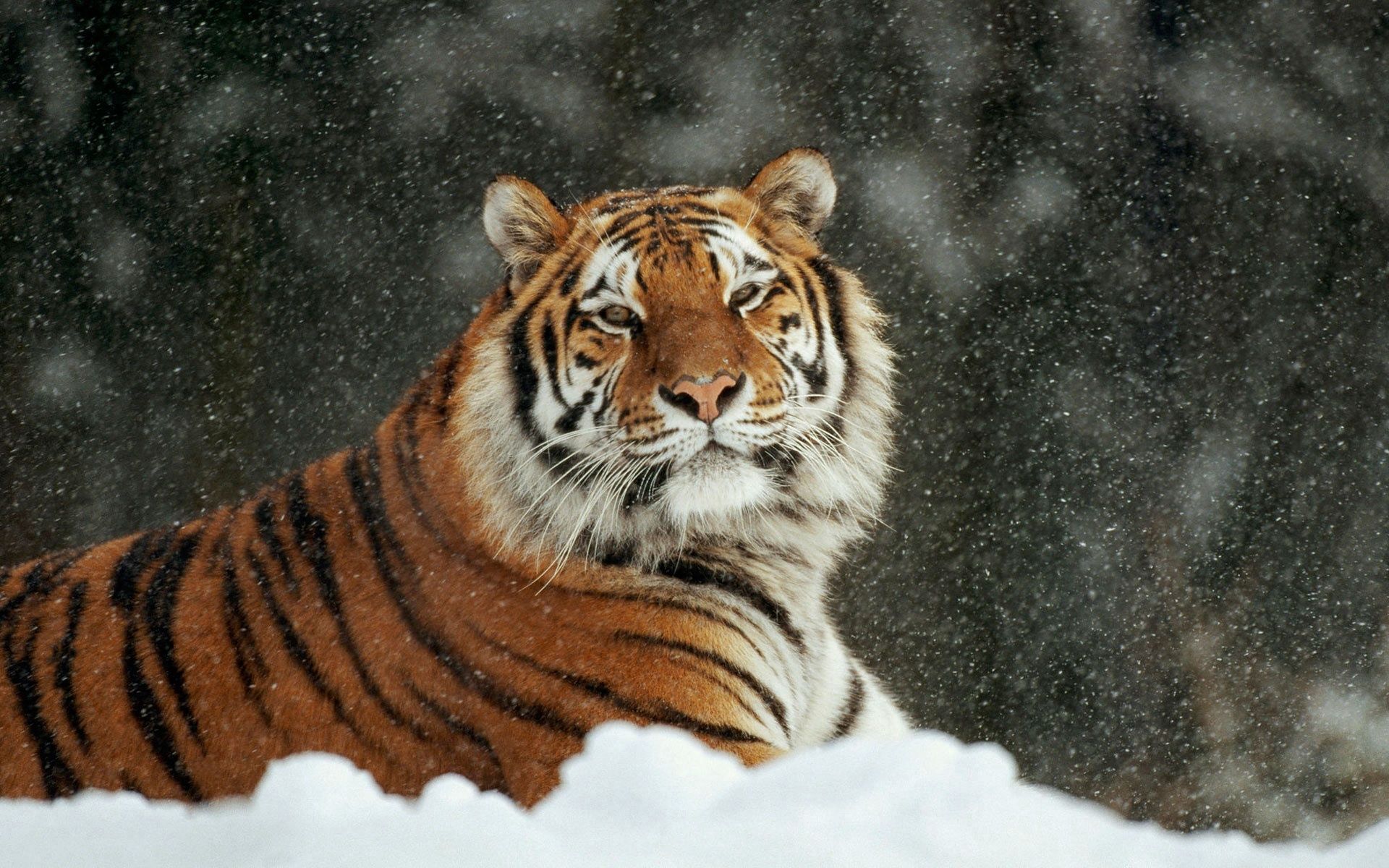 Скачать картинку Полосатый, Снег, Животные, Большая Кошка, Хищник, Тигр в телефон бесплатно.