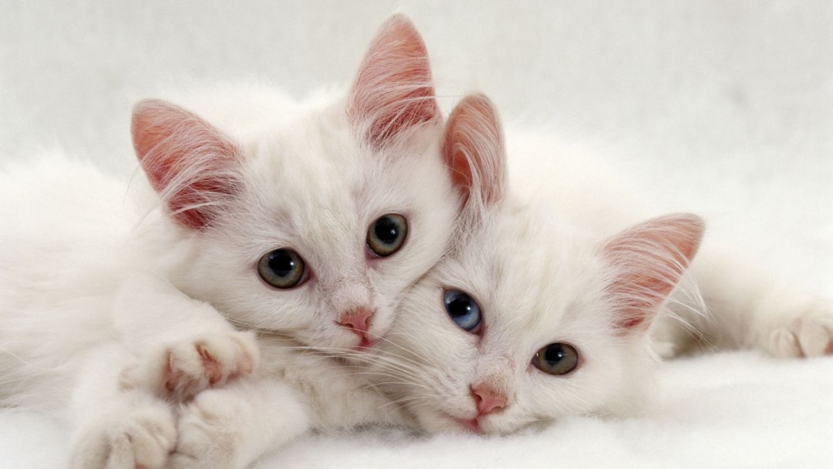 Брачный зов кошки. Два белых кота. Два белых котенка. Белые коты двойняшки. Белый котенок с гетерохромией.