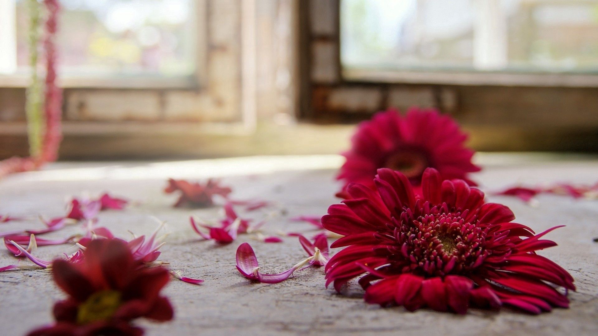 petals, flowers, gerberas, three HD for desktop 1080p