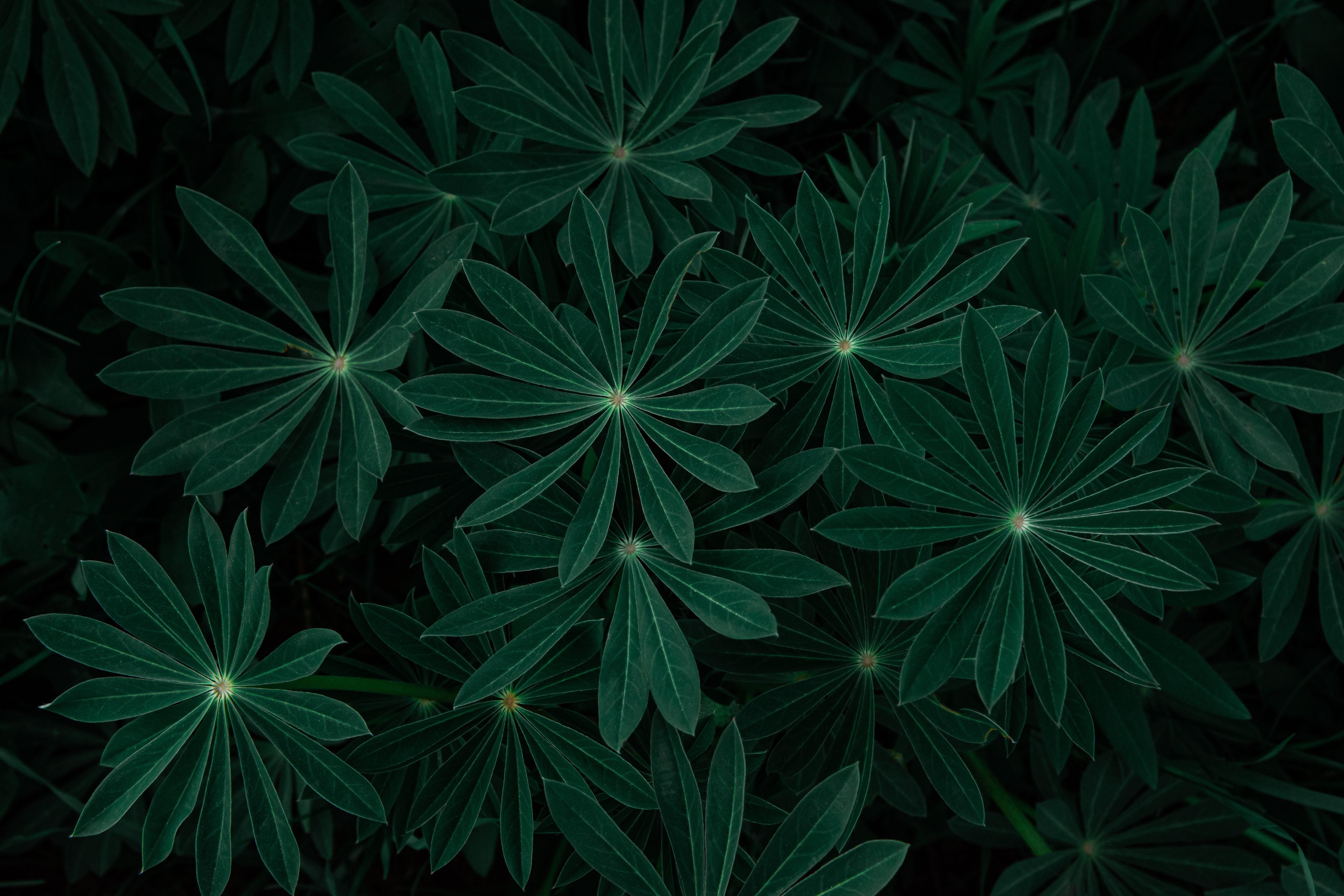 Растения на темном фоне