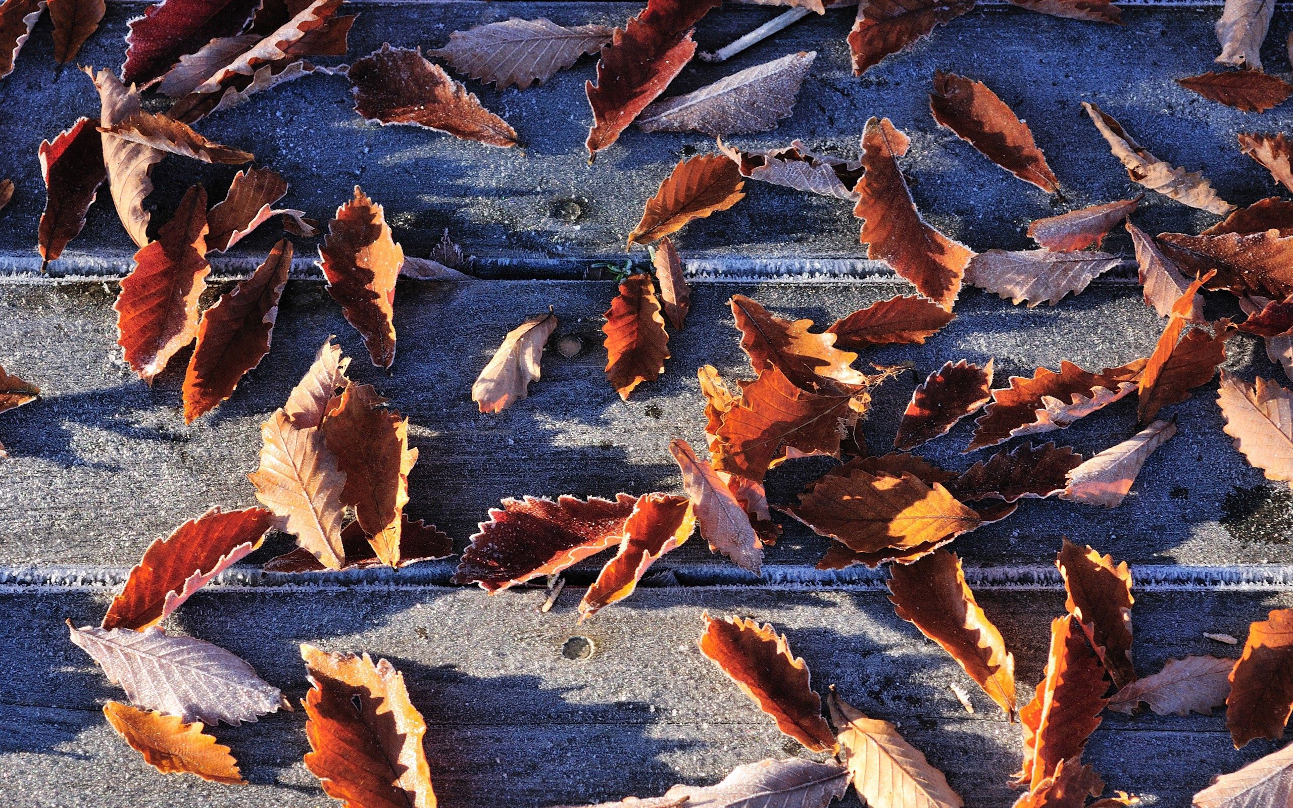 Handy-Wallpaper Frost, Rauhreif, Blätter, Makro, Gefallen, Herbst kostenlos herunterladen.