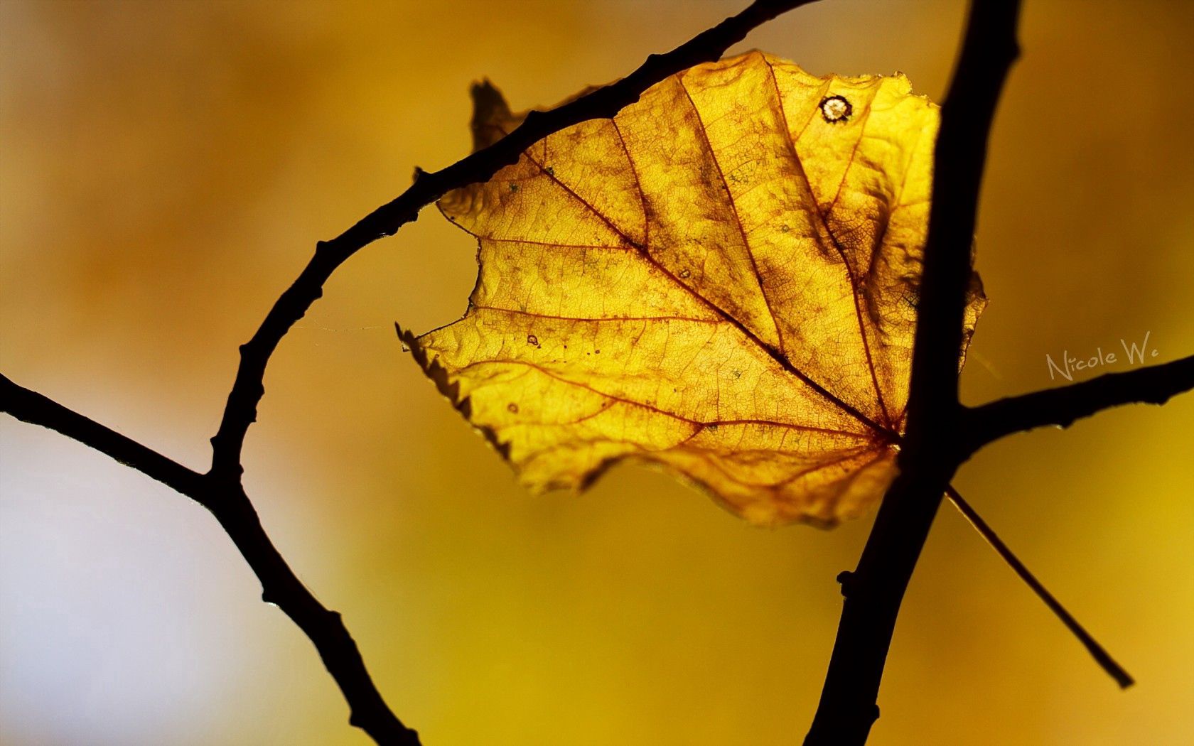 Download mobile wallpaper Autumn, Leaf, Sheet, Macro for free.
