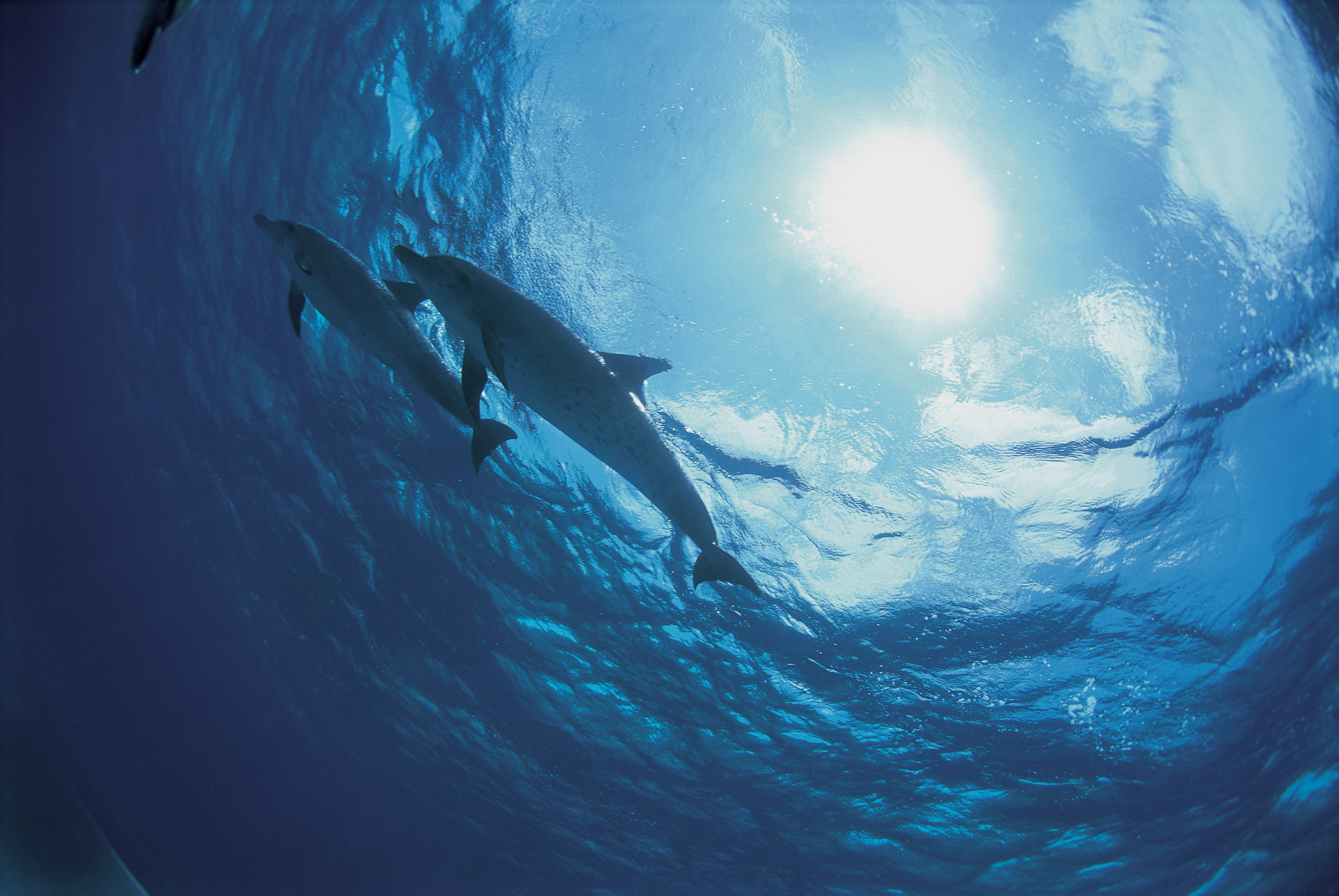 Скачать картинку Дно, Природа, Океан, Дельфины в телефон бесплатно.