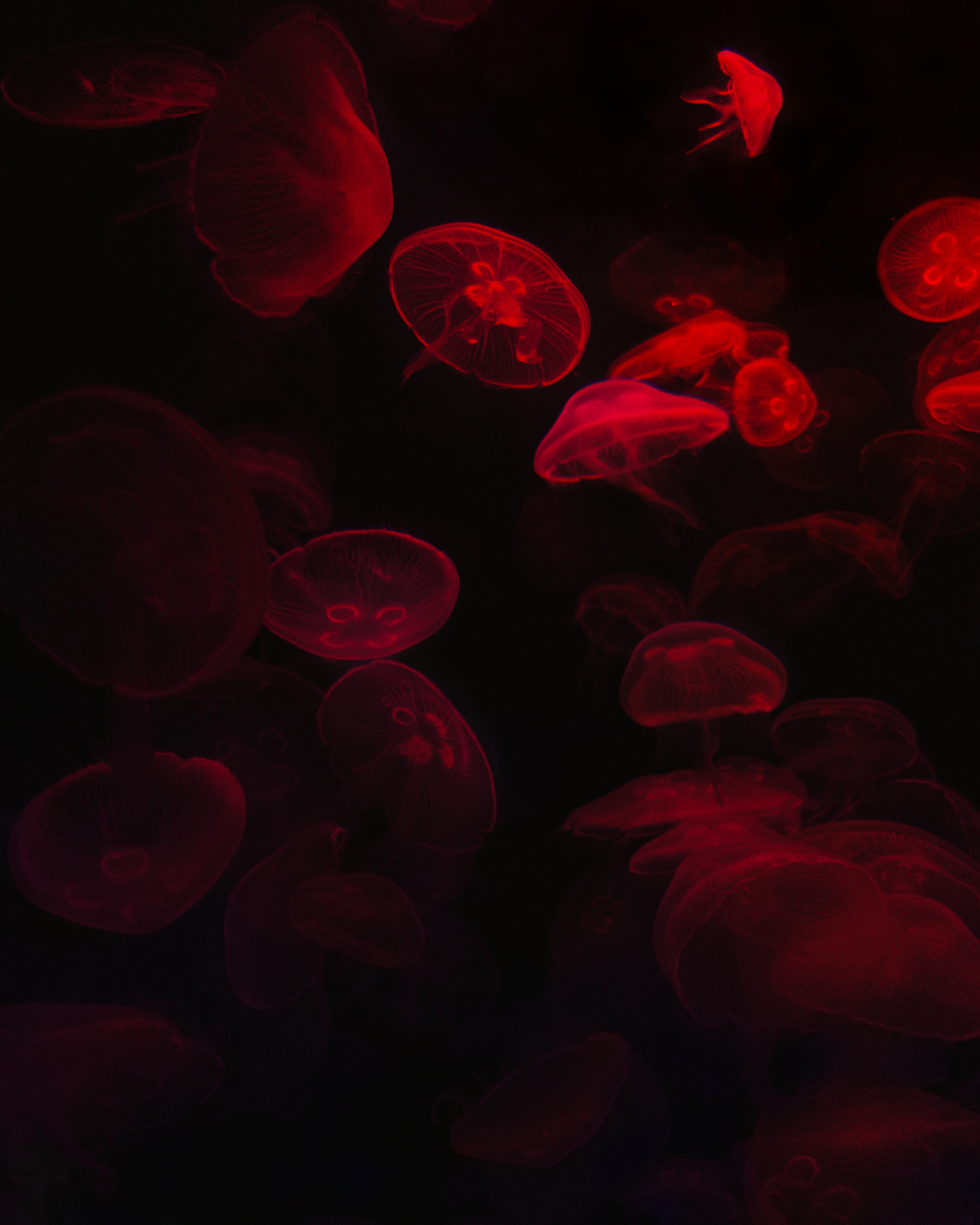 Скачать обои бесплатно Красный, Черный, Свечение, Медузы, Темные, Подводный Мир картинка на рабочий стол ПК