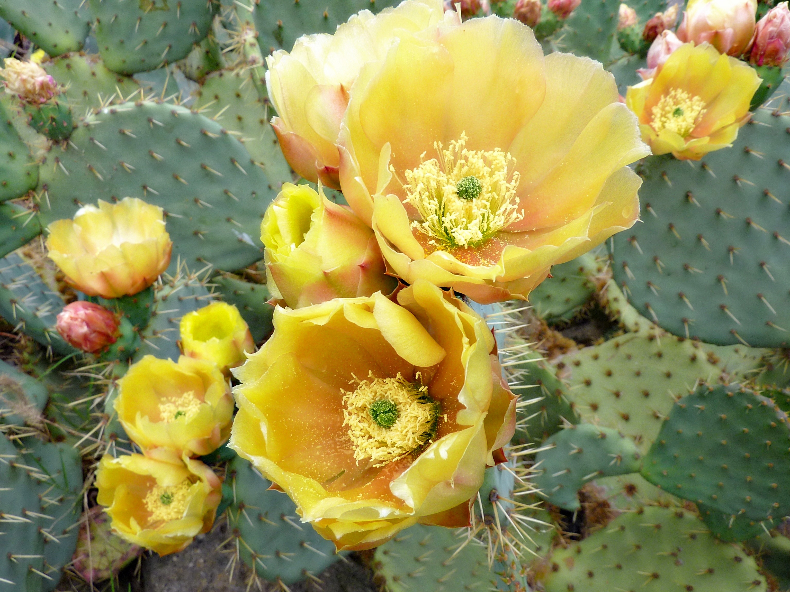 Free download wallpaper Flowers, Cactus, Thorns, Prickles on your PC desktop
