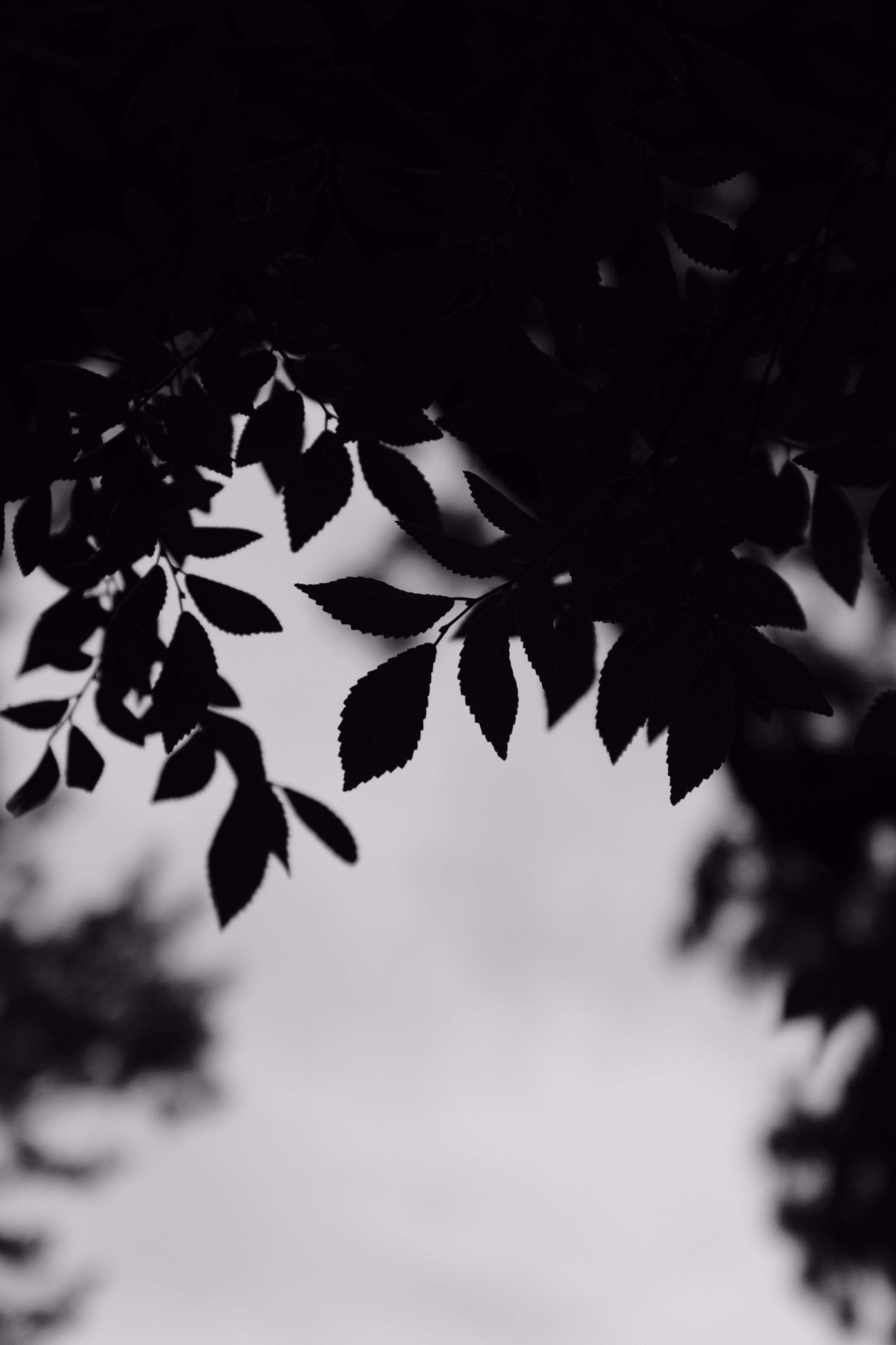 leaves, outlines, black, chb, branches, bw wallpaper for mobile