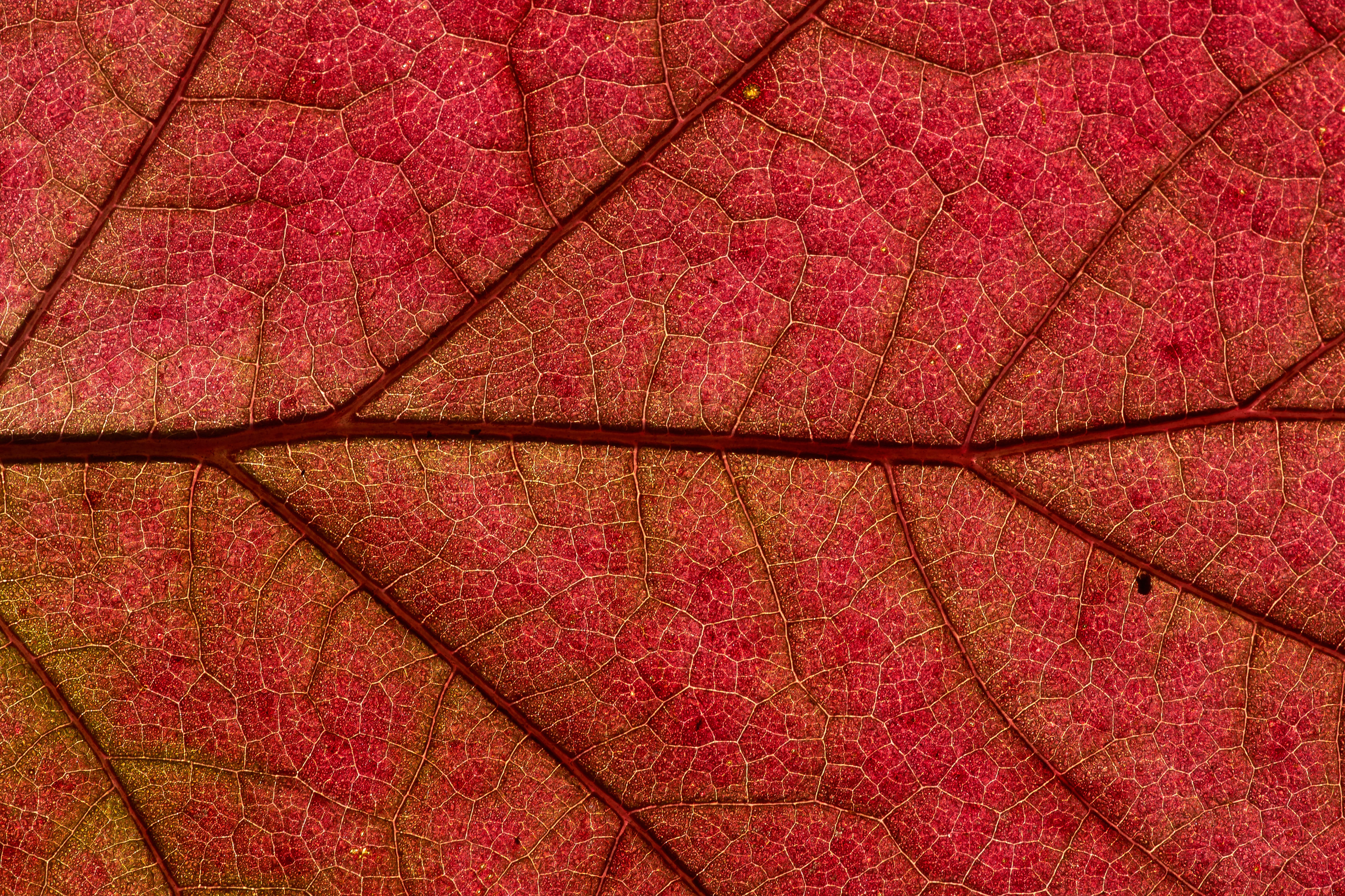 macro, red, plant, sheet, leaf Image for desktop