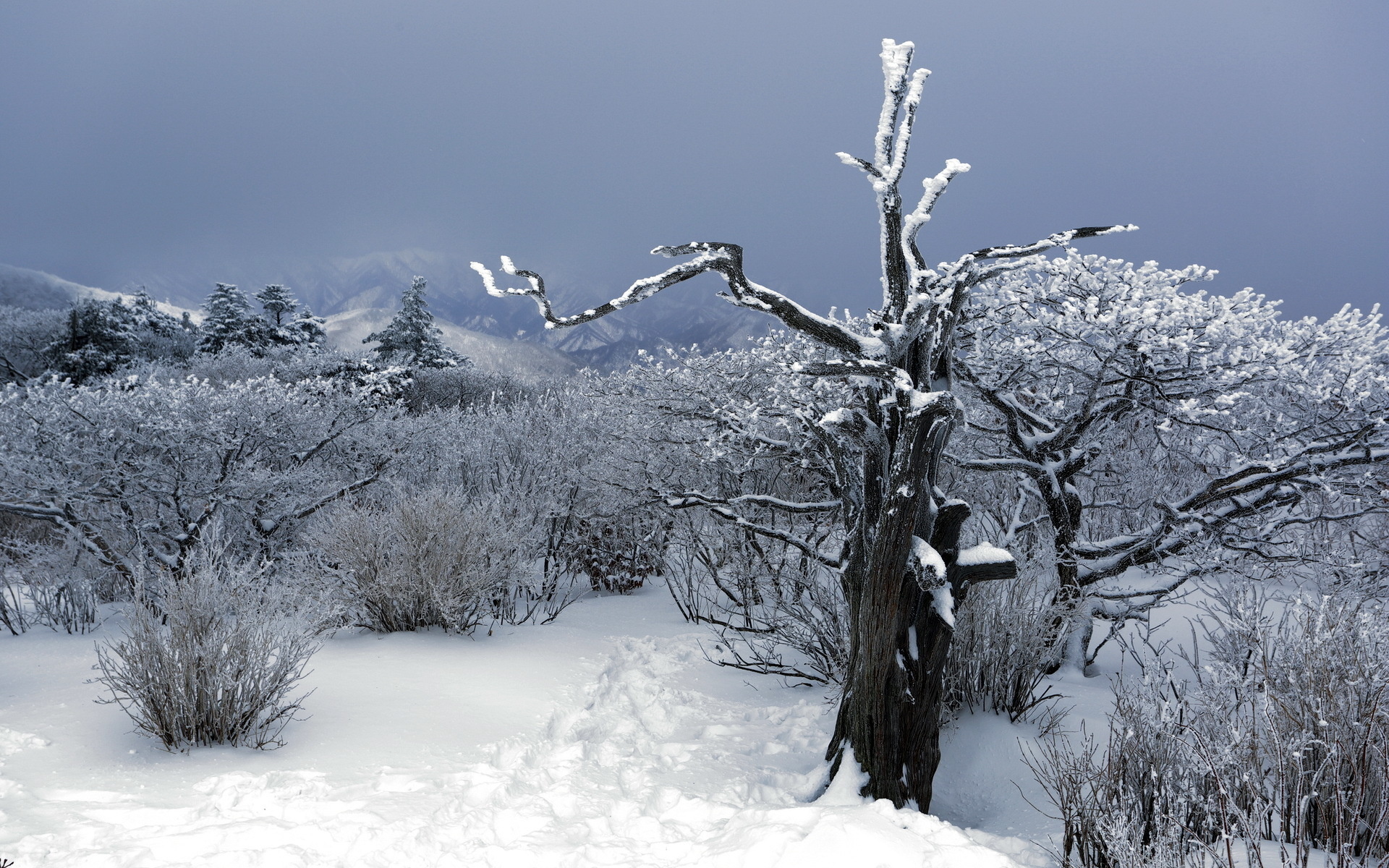 Старое дерево в снегу