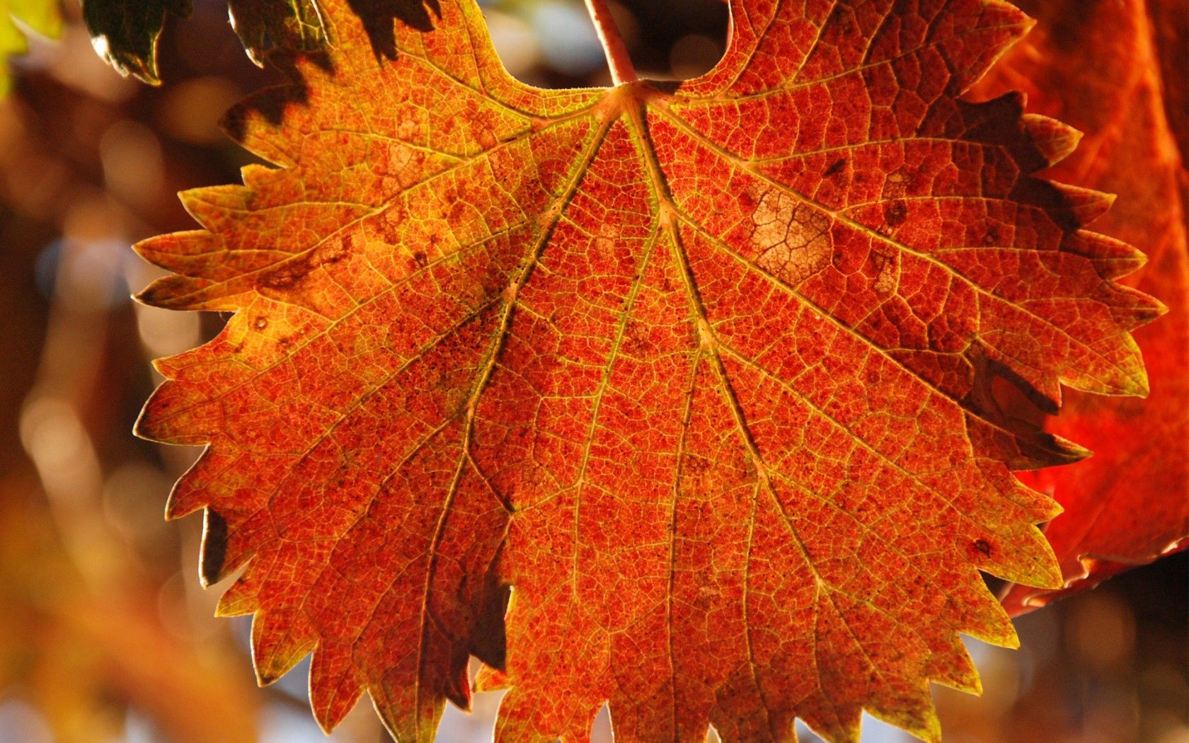 Download mobile wallpaper Sheet, Macro, Veins, Leaf, Carved, Autumn for free.