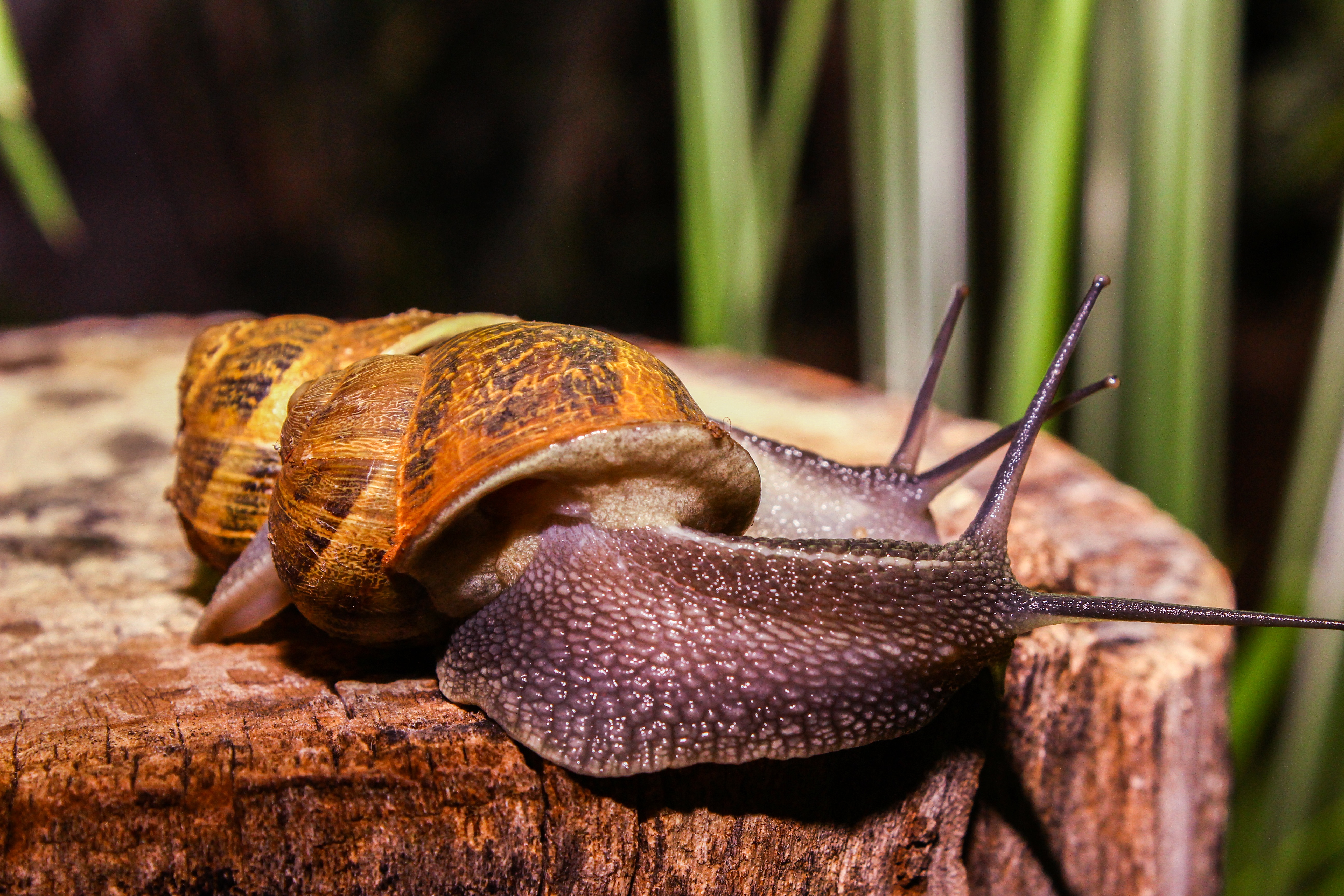 animals, snails, large, big, antennae, tendrils phone wallpaper