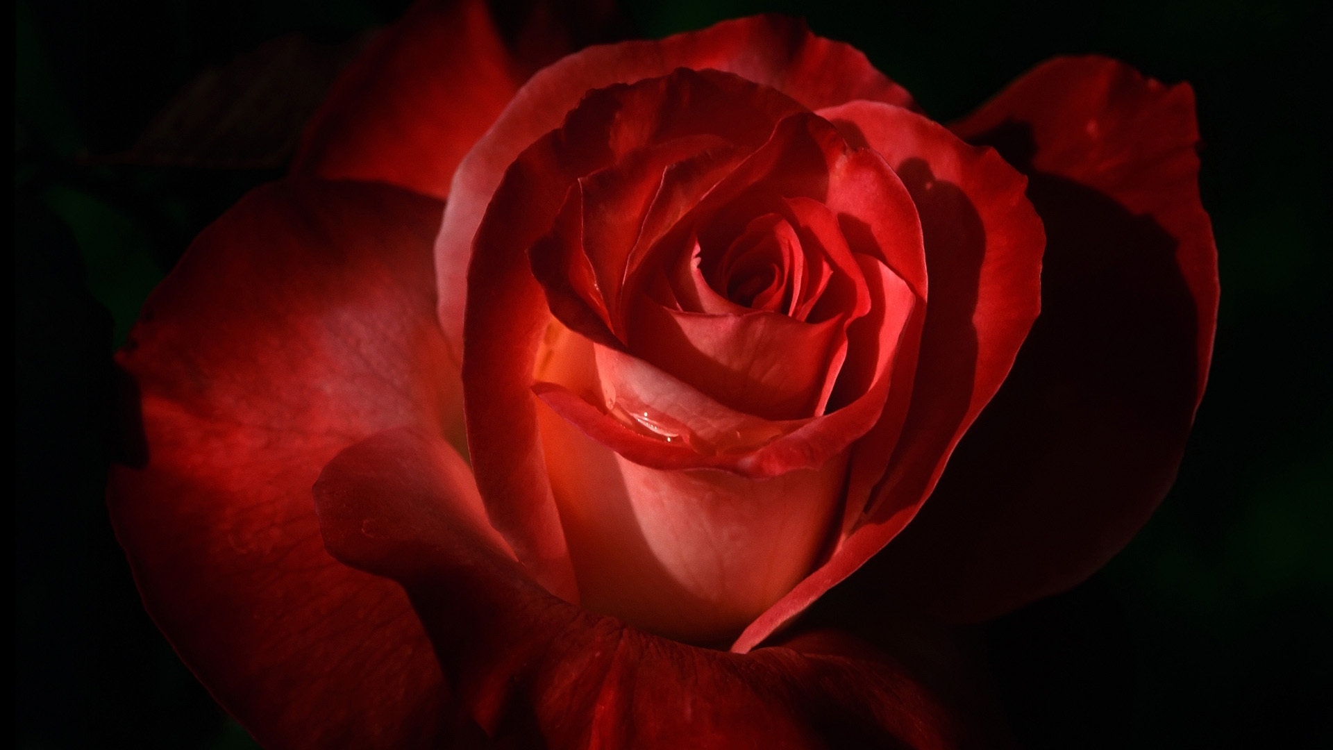 Скачать картинку Растения, Розы, Цветы в телефон бесплатно.