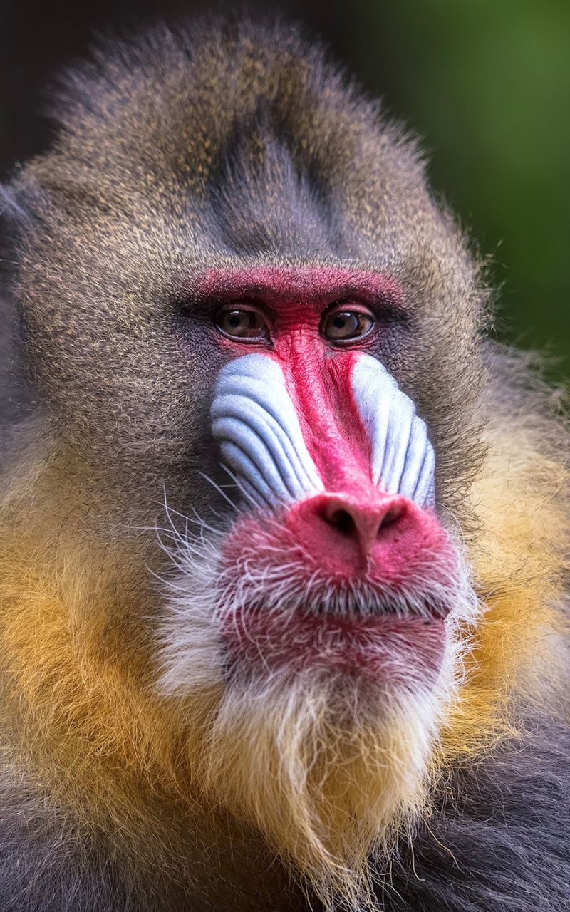 animal, mandrill, primate, monkey, monkeys images
