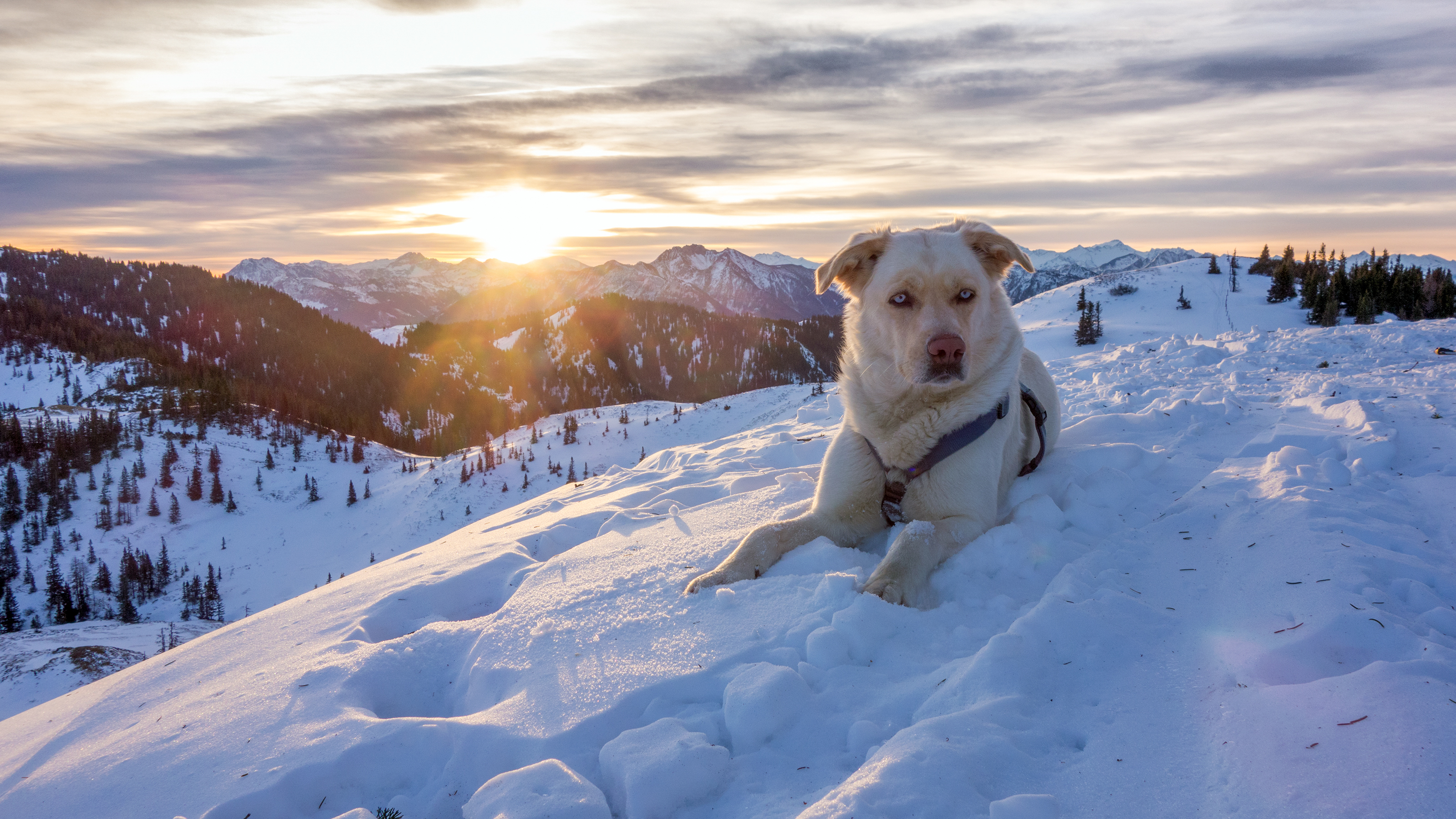 sky, animals, mountains, snow, dog, rescuer 2160p