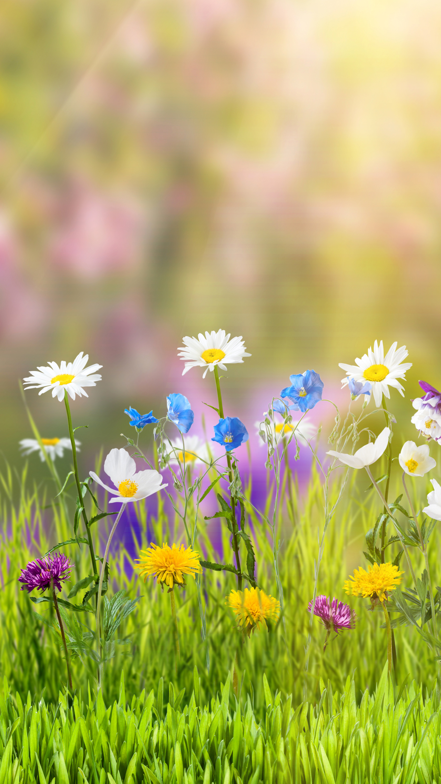 1294189 descargar fondo de pantalla tierra/naturaleza, primavera, naturaleza, flor, flor amarilla, soleado, hierba, césped, flor blanca: protectores de pantalla e imágenes gratis