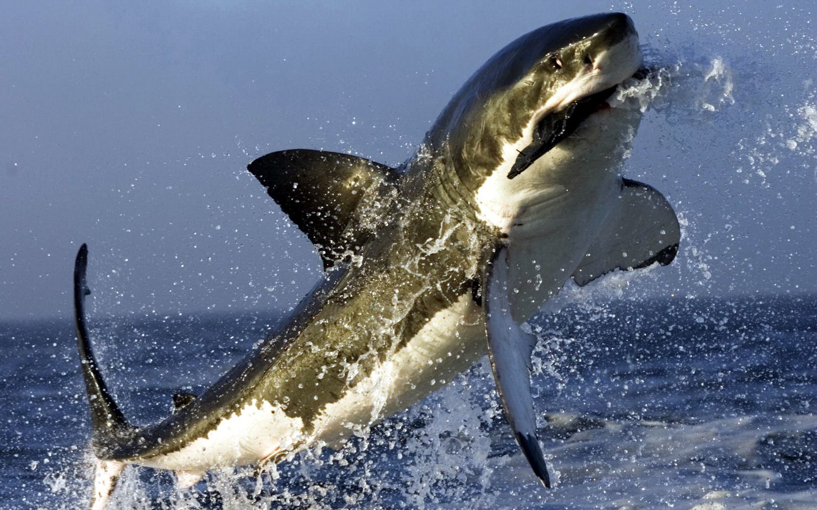 鲨鱼素材-鲨鱼图片-鲨鱼素材图片下载-觅知网