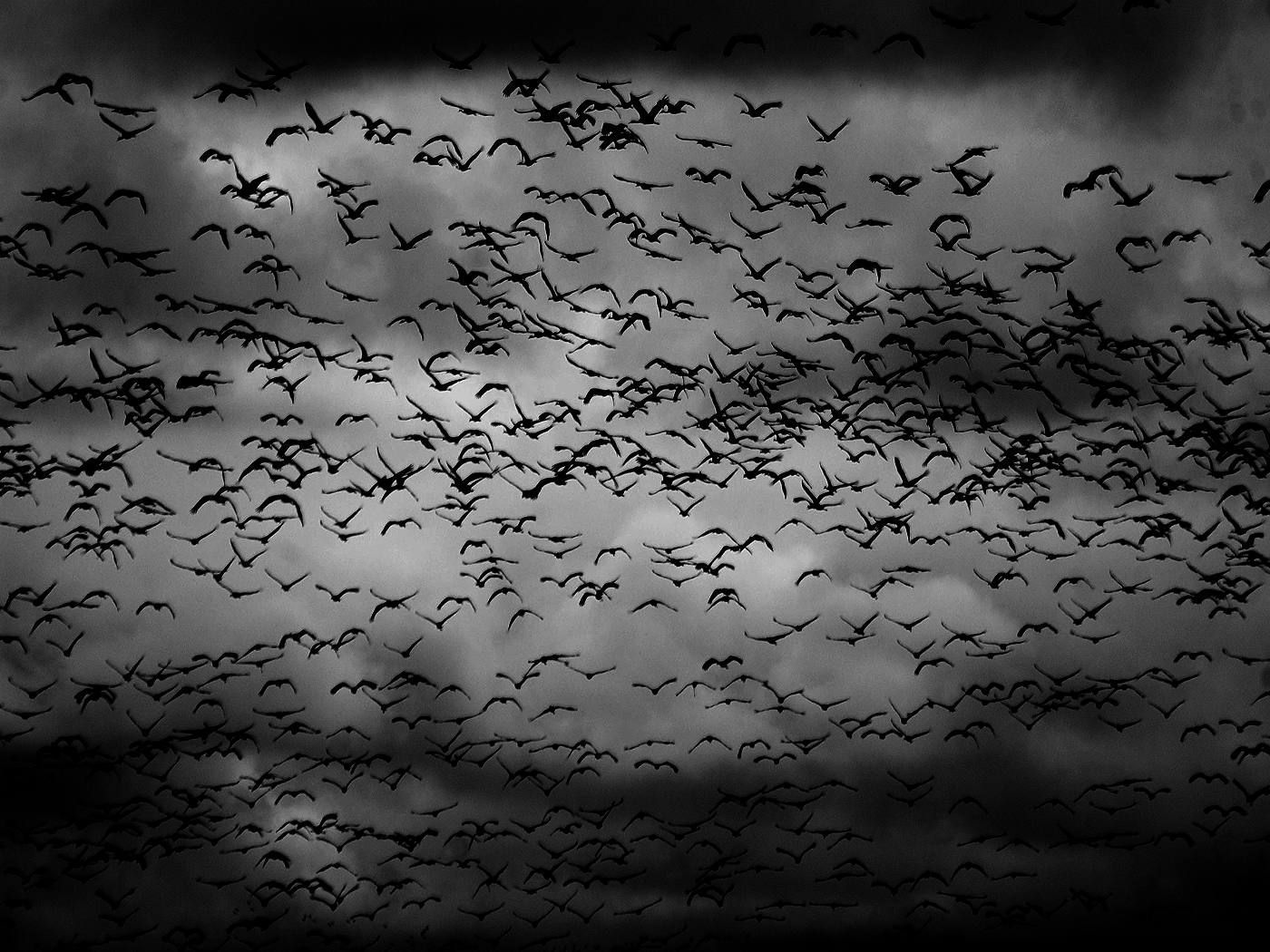 Мрачное небо с птицами