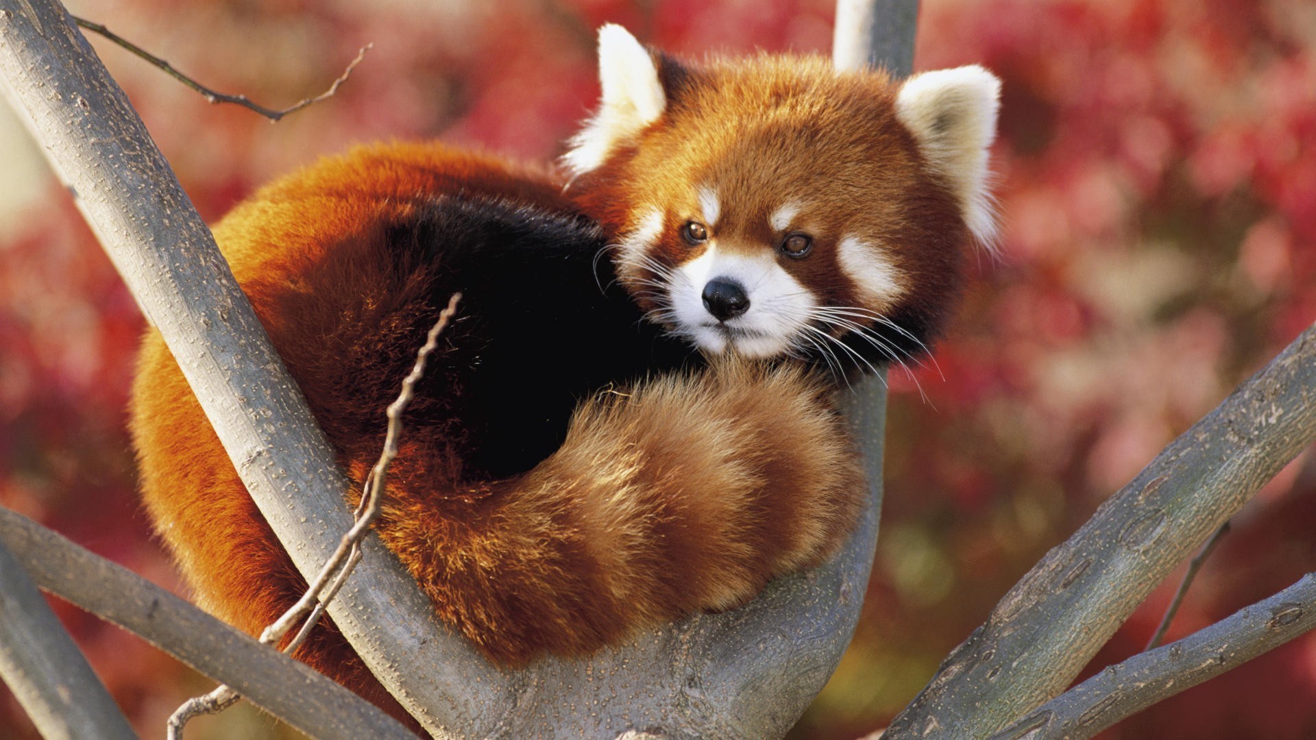 560165 Bild herunterladen tiere, kleiner panda - Hintergrundbilder und Bildschirmschoner kostenlos