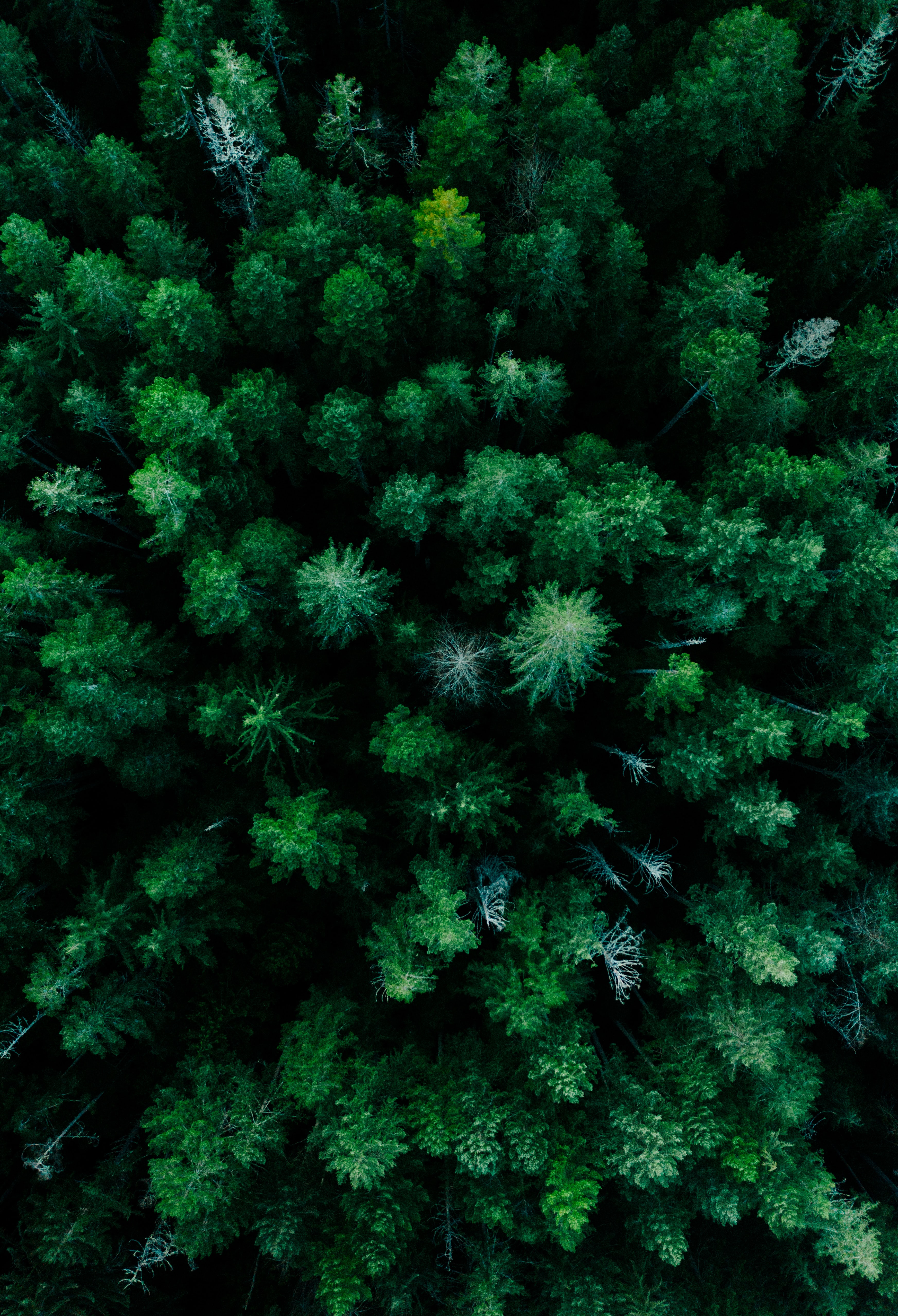 64748 descargar fondo de pantalla bosque, naturaleza, árboles, verde, vista desde arriba, arriba, tops: protectores de pantalla e imágenes gratis