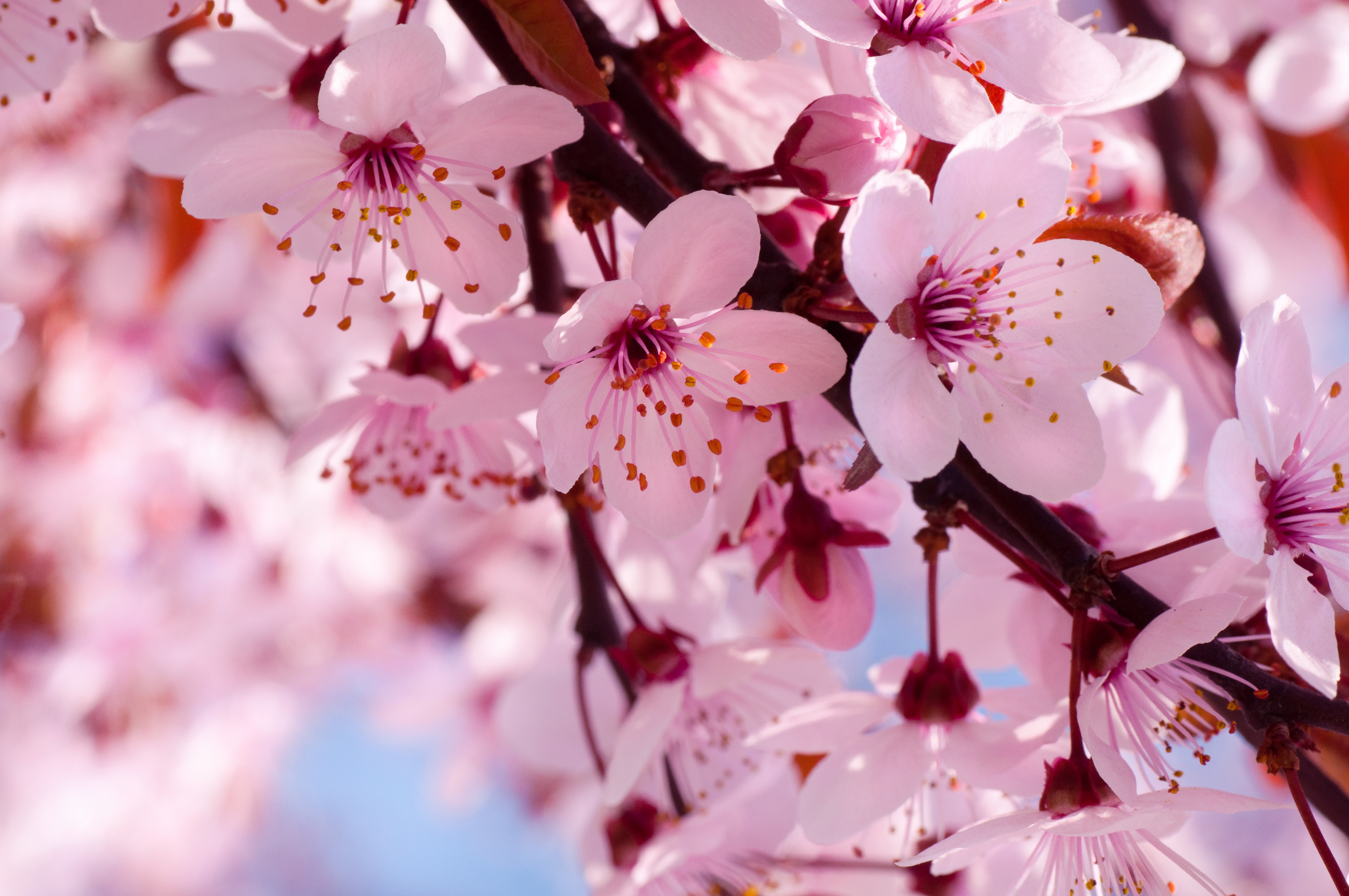 flowers, pink flower, branch, cherry blossom, earth, blossom, close up, flower Full HD