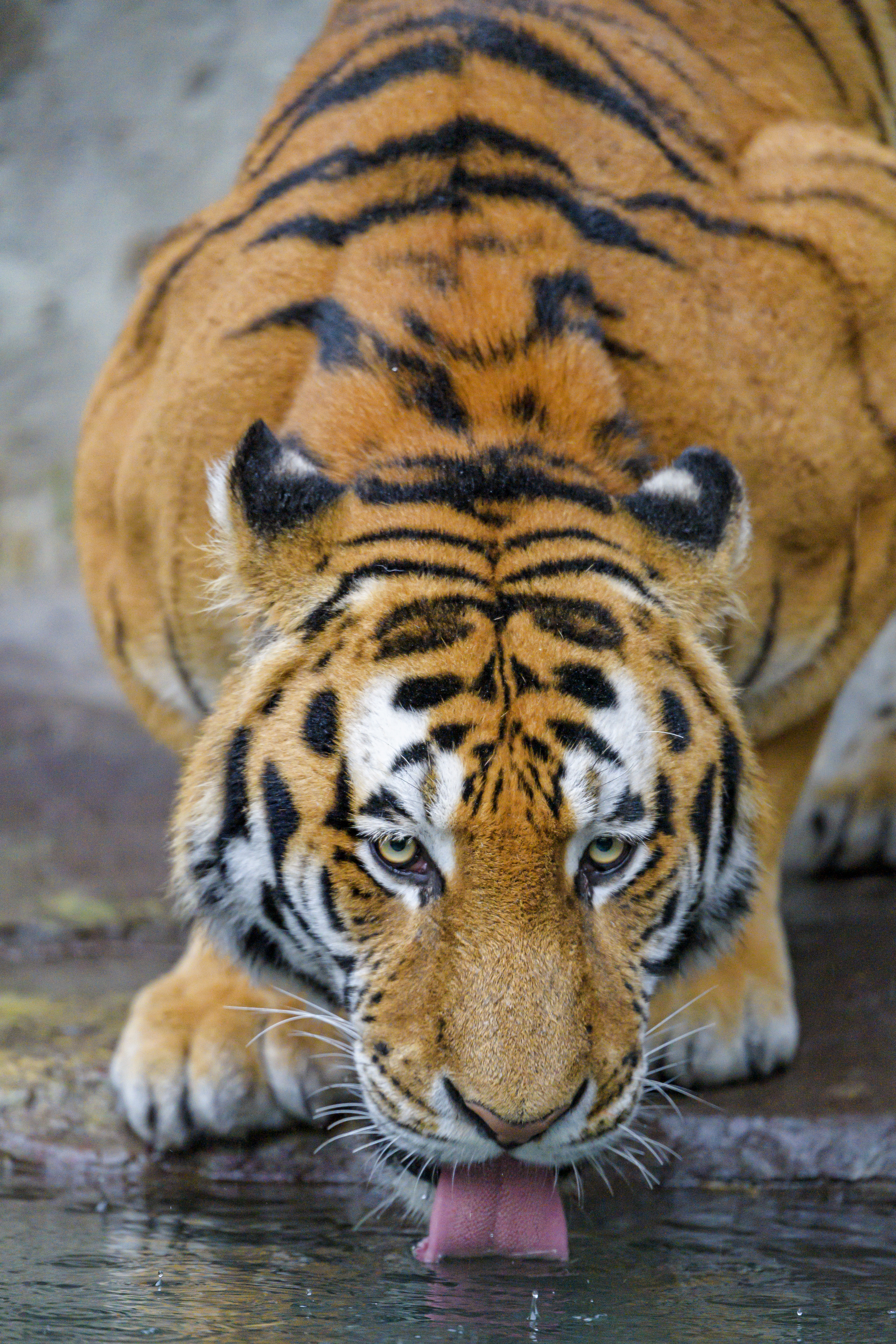Download mobile wallpaper Tongue Stuck Out, Protruding Tongue, Big Cat, Animals, Tiger, Water, Predator for free.