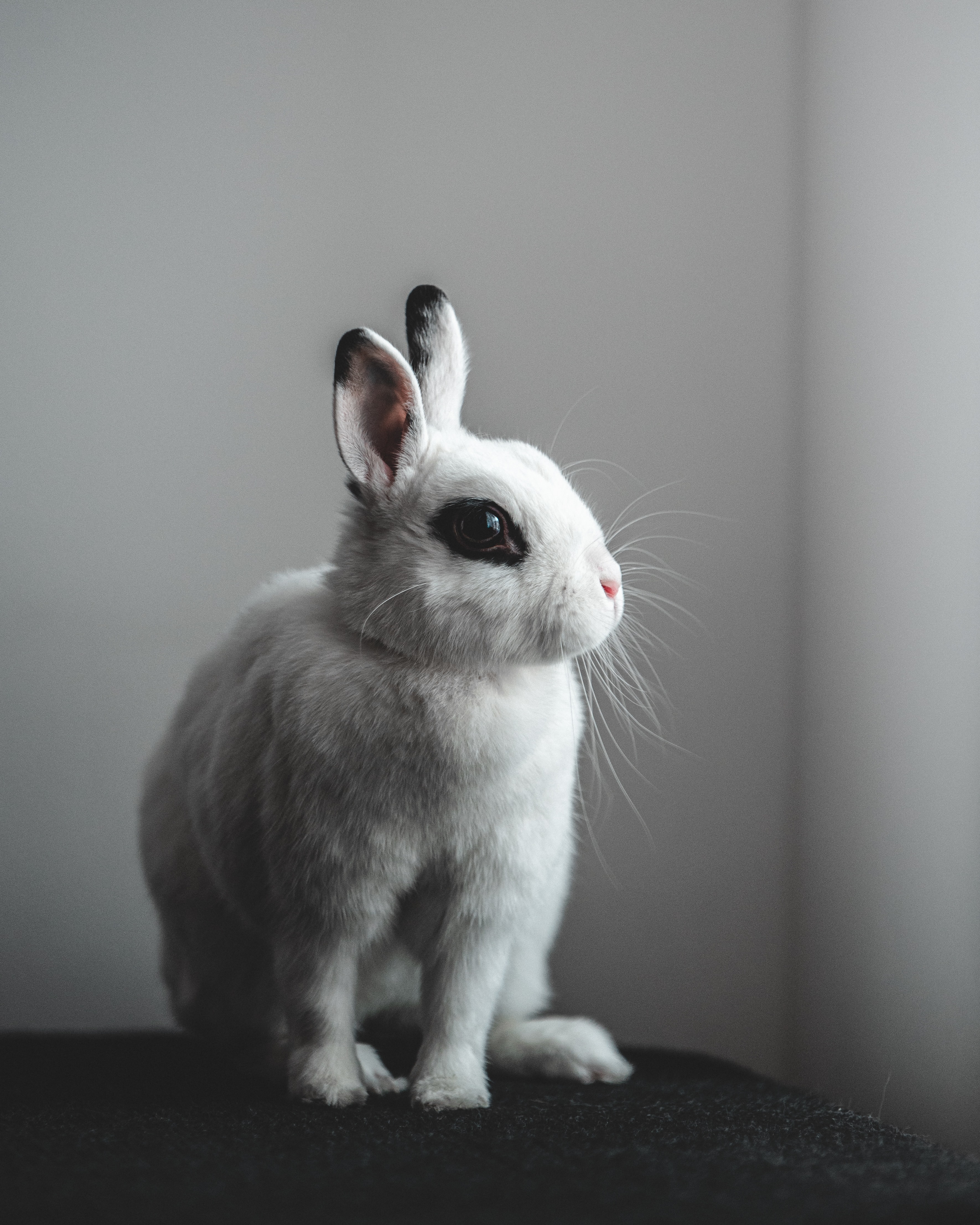 animals, hare, white, rabbit phone wallpaper