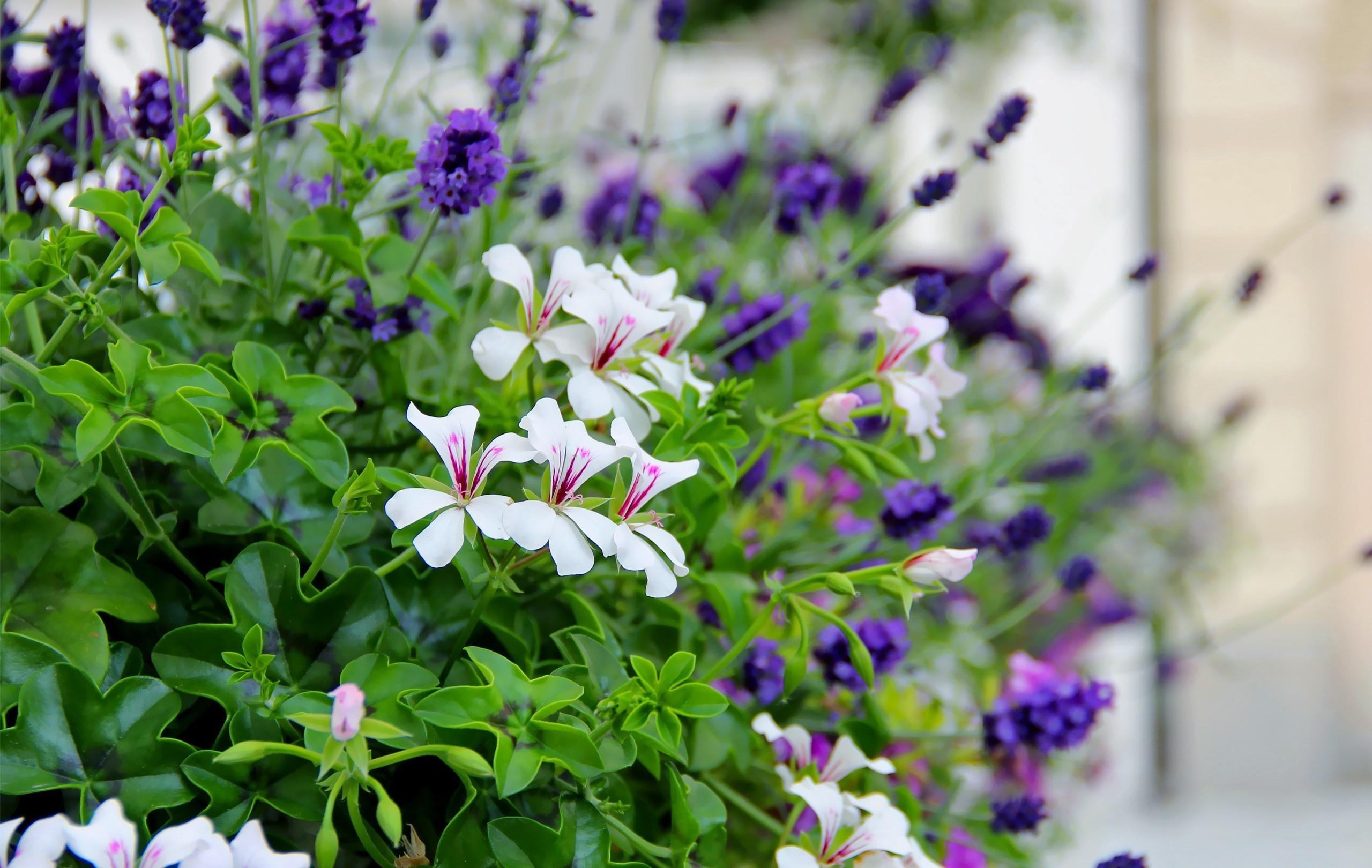 smooth, flowers, blur, close up, greens, flower bed, flowerbed