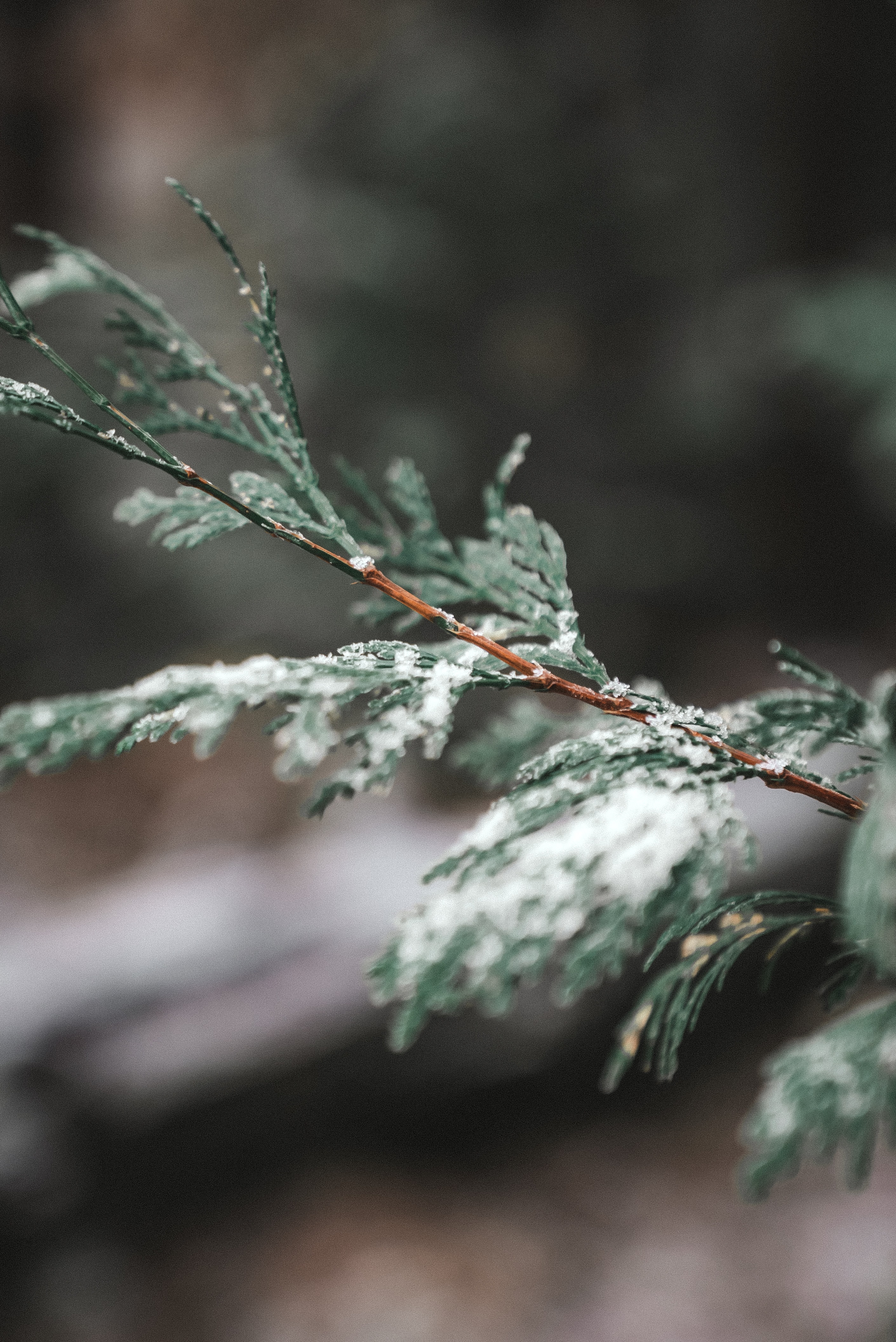 snow, plant, macro, branch, thuja 8K